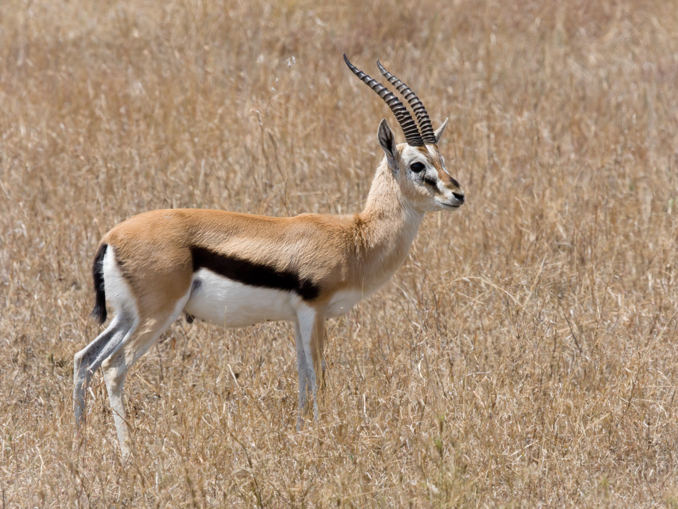 Thomson's Gazelle | The Most Famous Prey Species