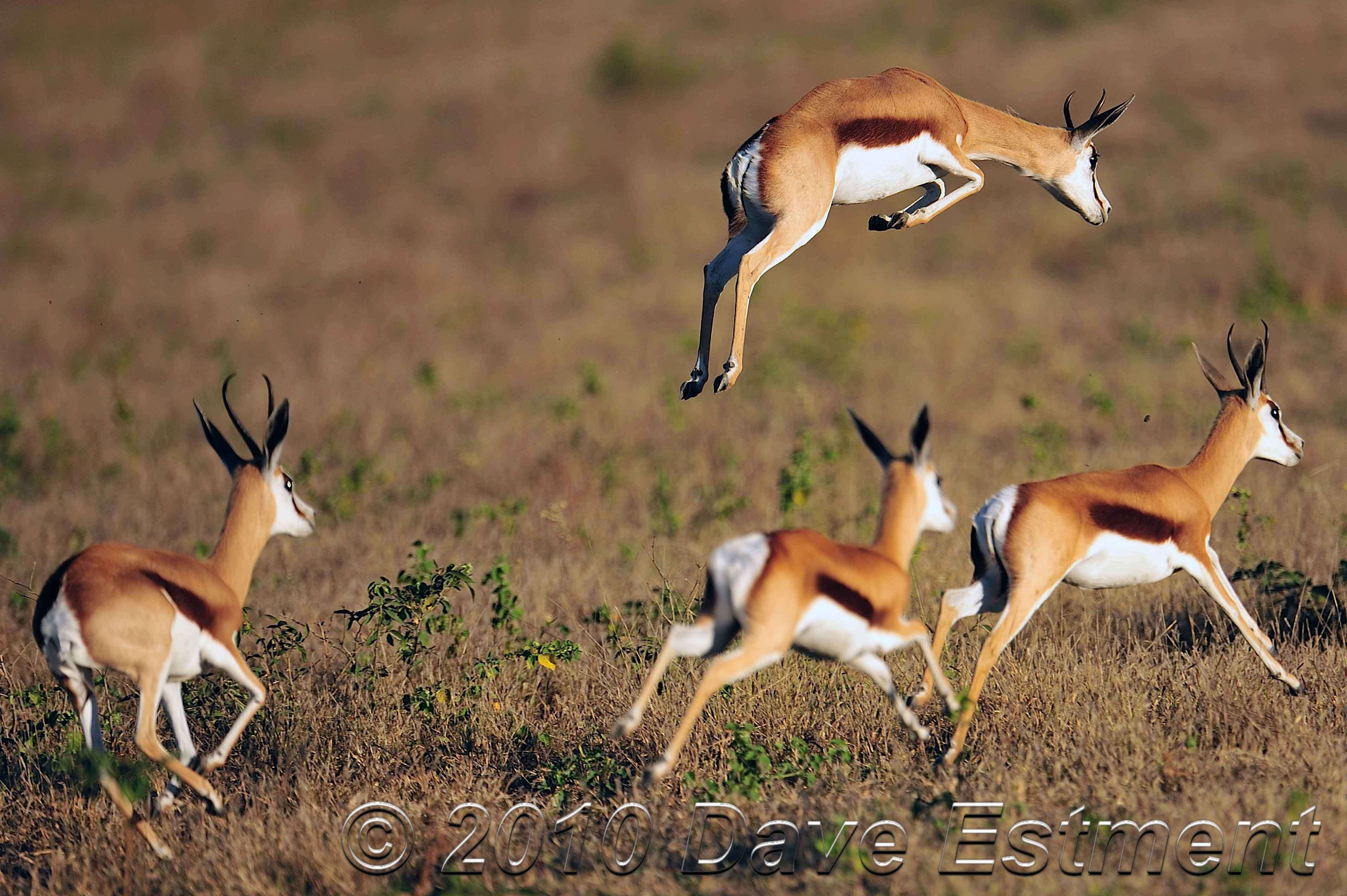 Wild gazelles photo