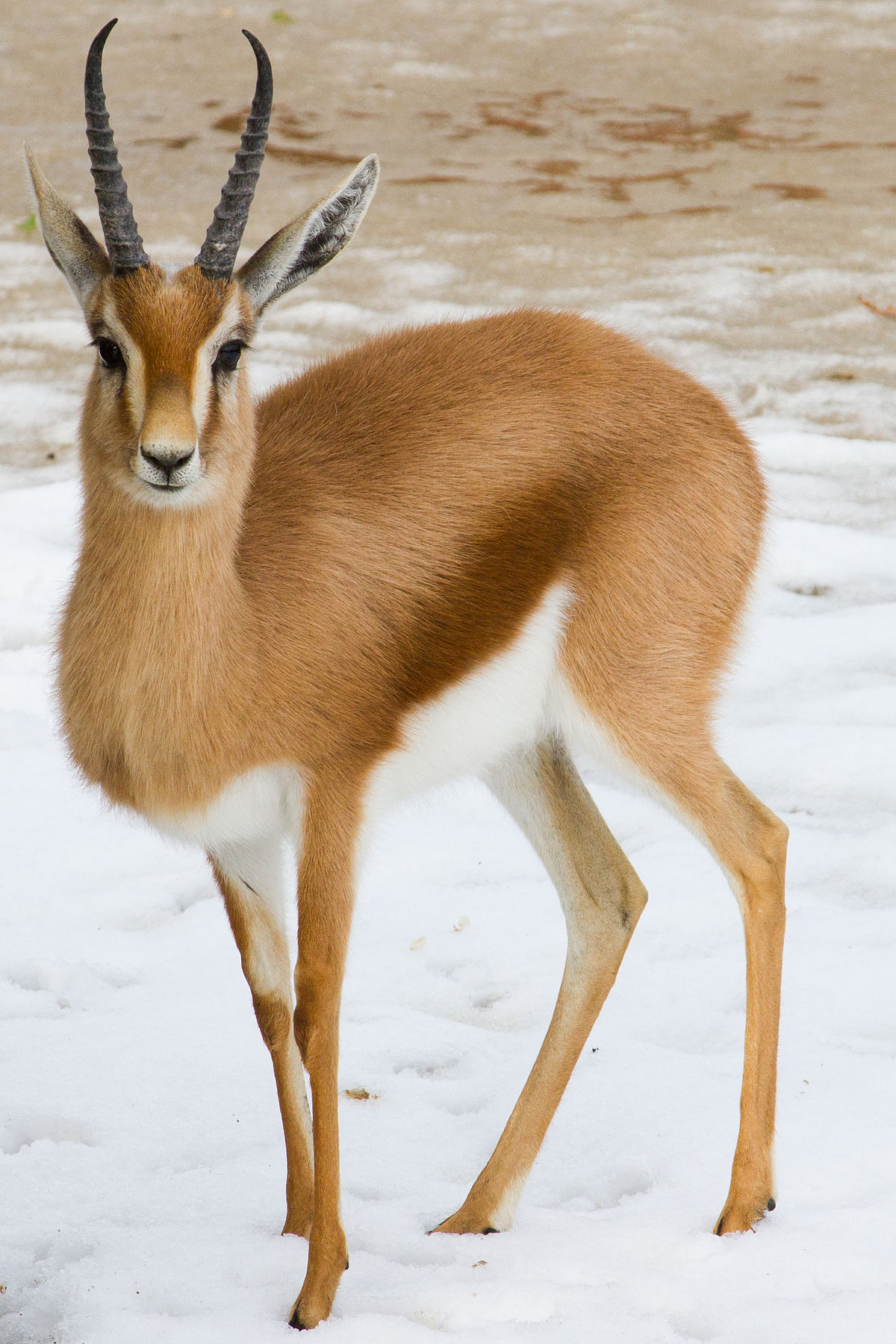 Dorcas gazelle - Wikipedia