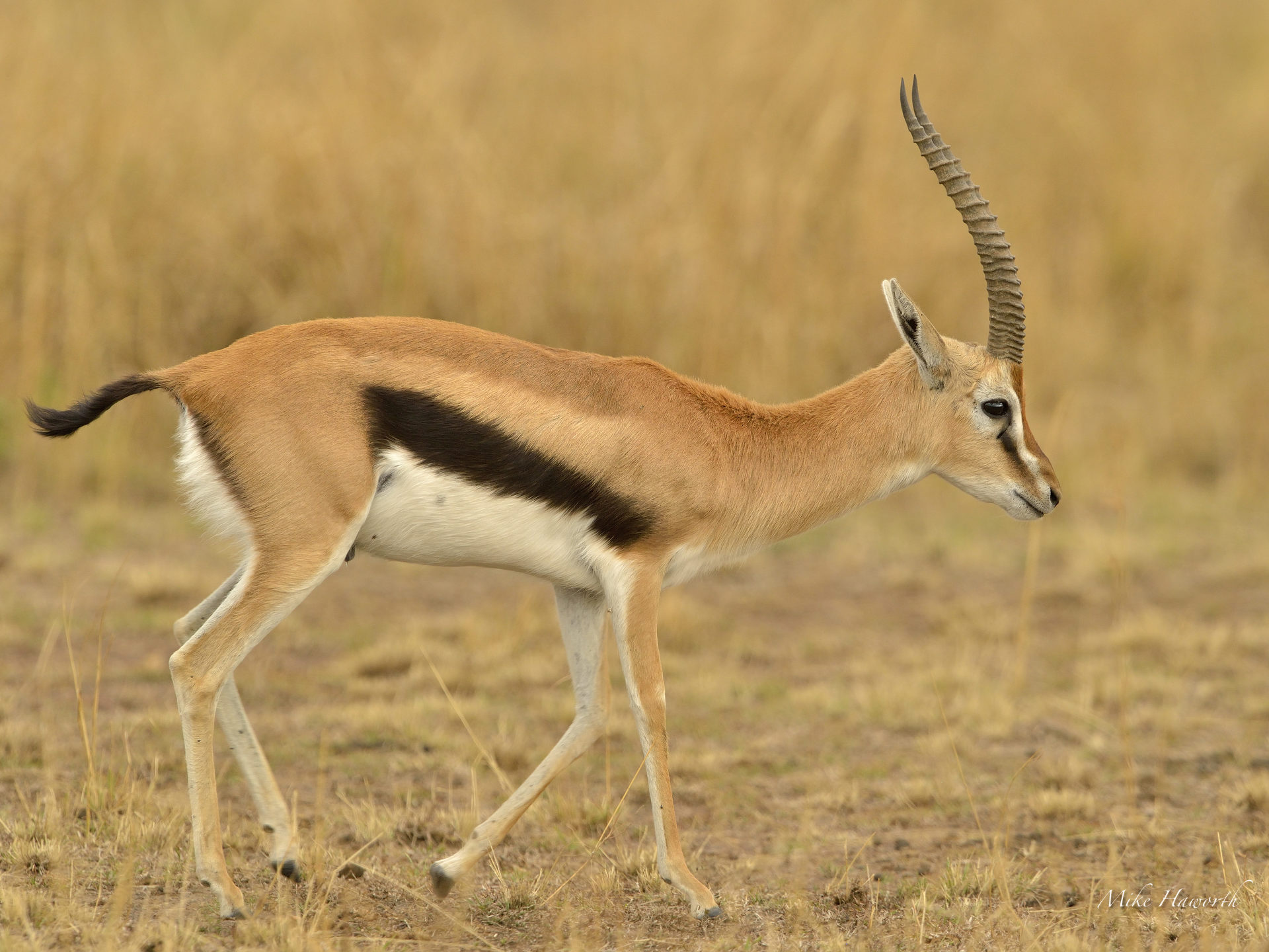 Masai Mara – September post script | Howie's Wildlife Images