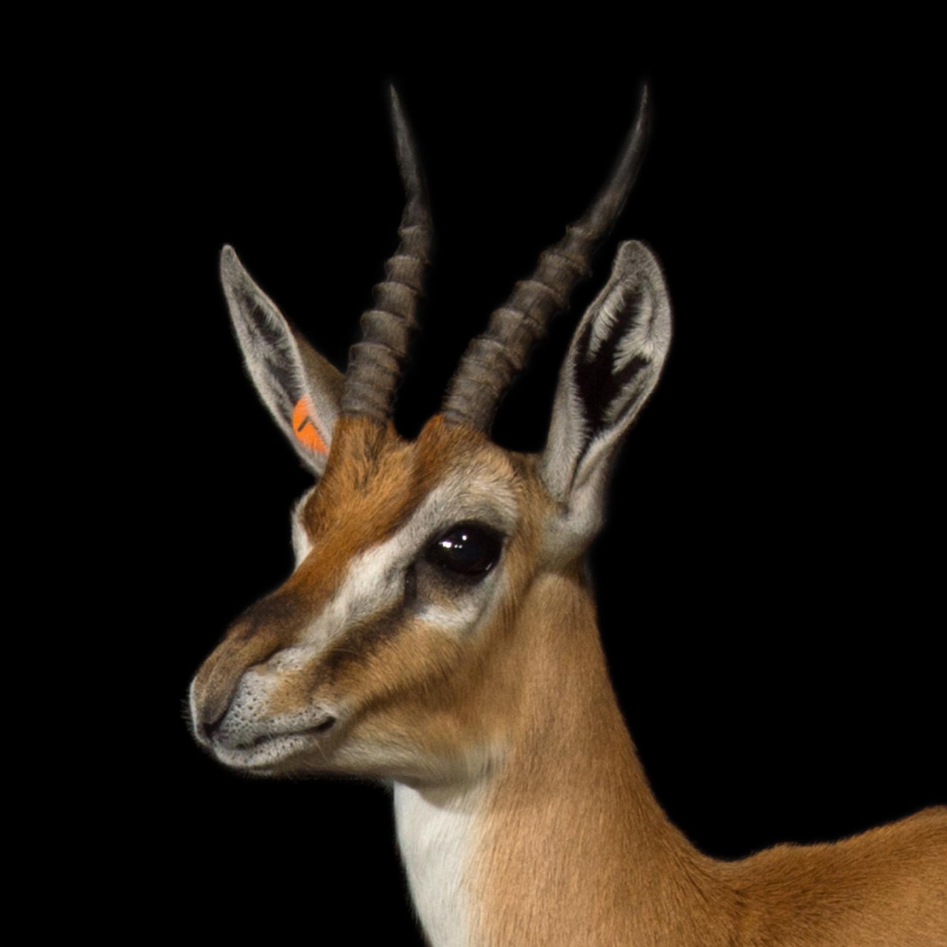 Thomson's Gazelle | National Geographic