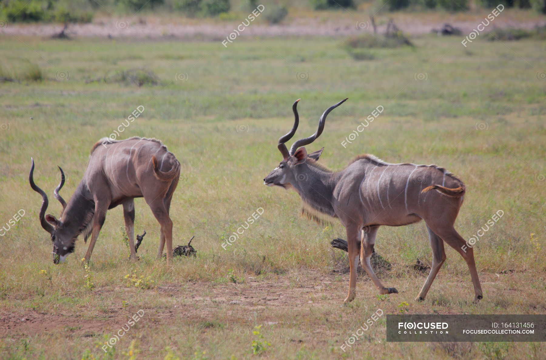 Wild gazelles at savanna — Stock Photo | #164131456