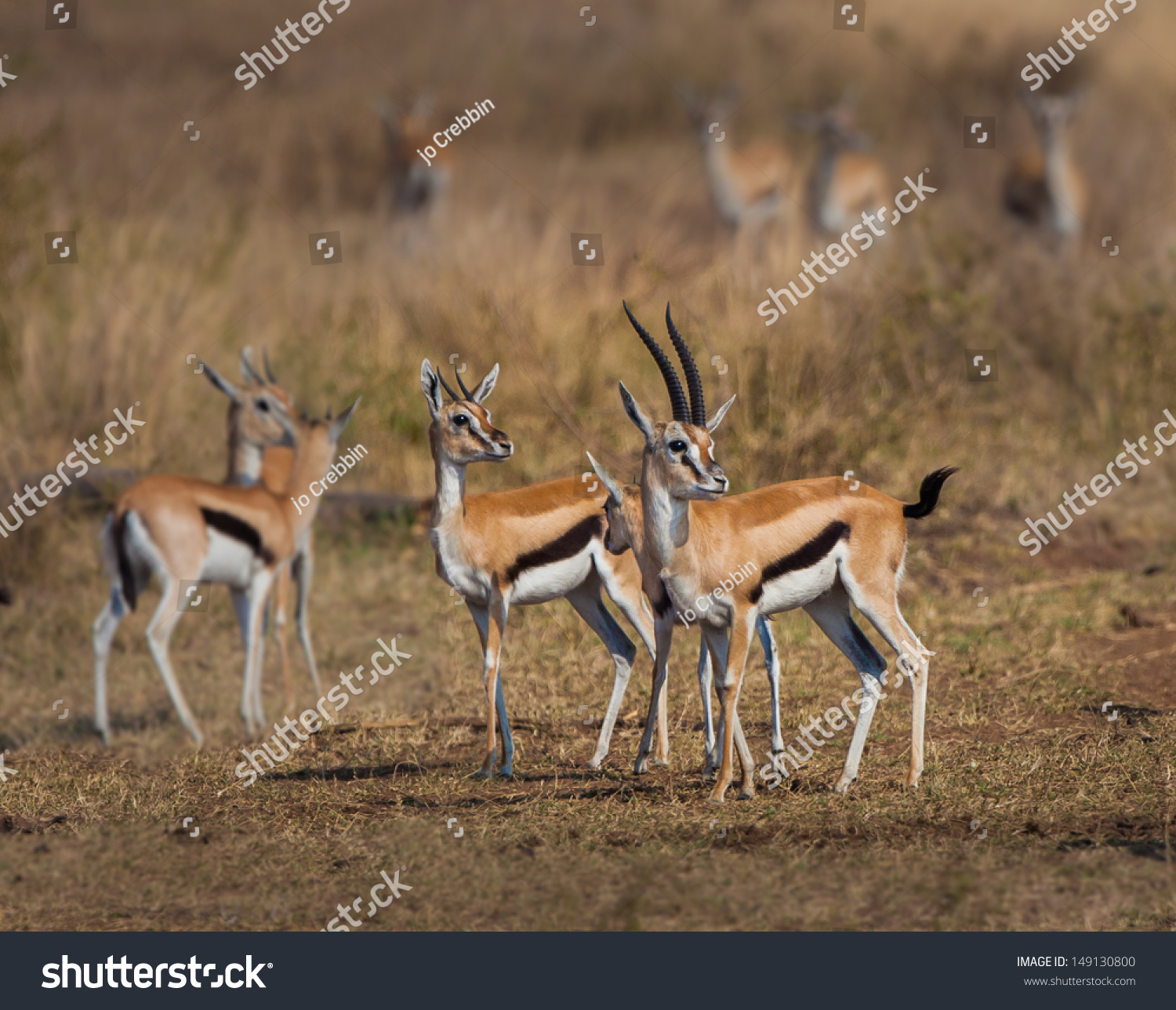 Pair Thomson Gazelles Wild Africa Stock Photo 149130800 - Shutterstock