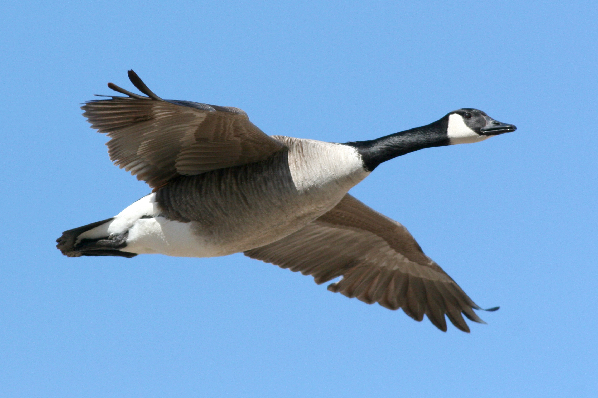 Chinese Idiom: A Wild Goose Carries a Message From Afar (鴻雁傳書 ...