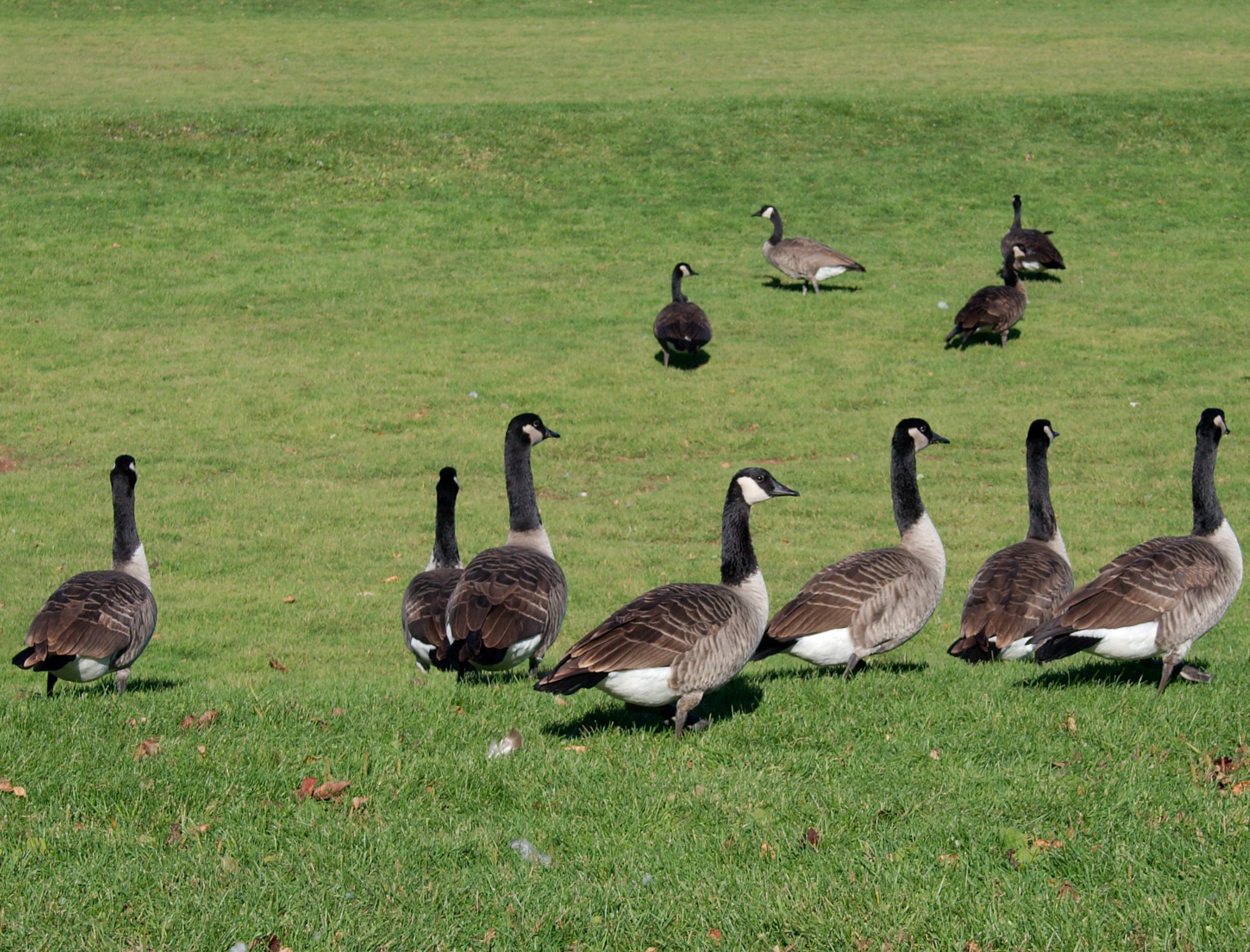 File:Wild geese 0602.jpg - Wikimedia Commons