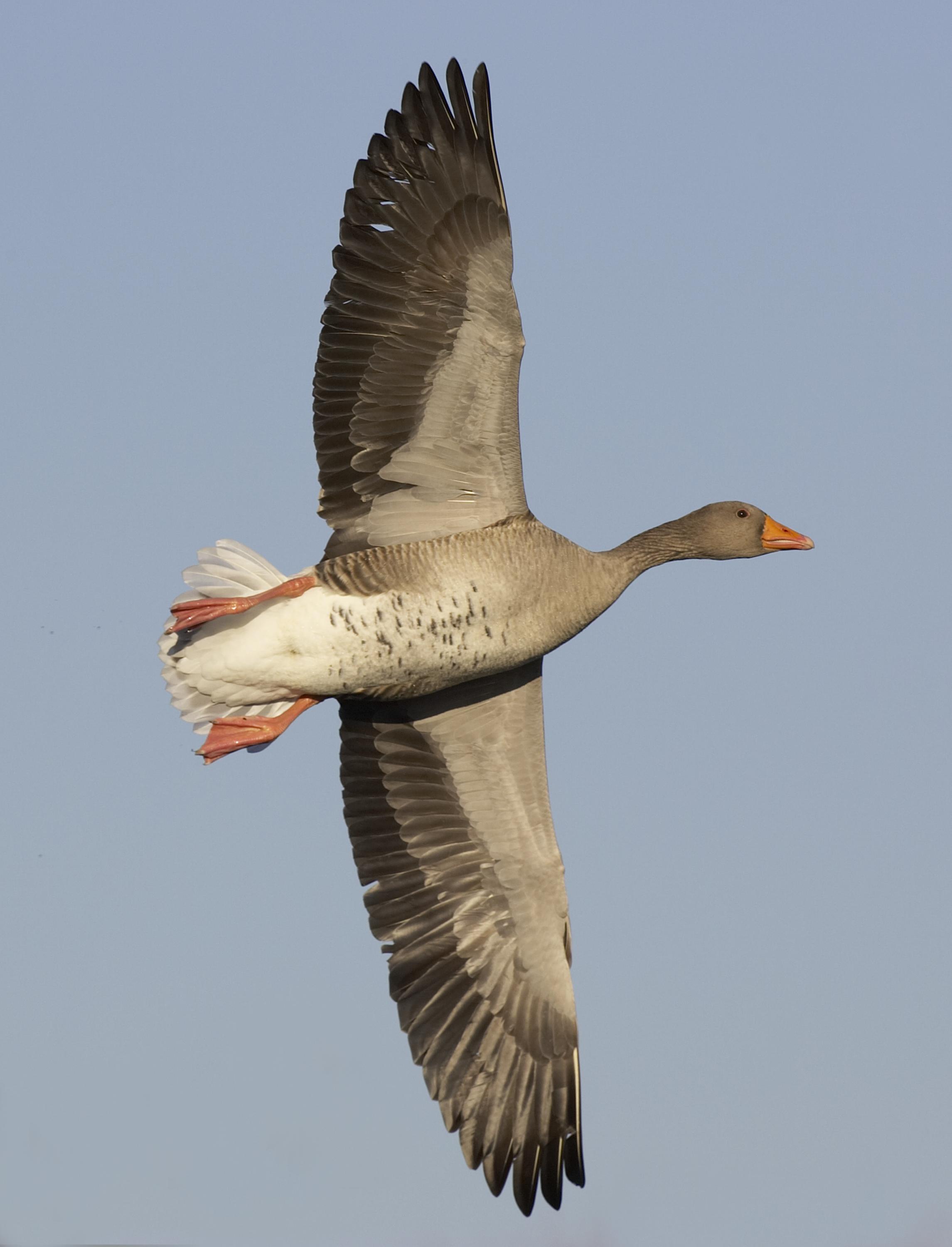Wild Scotland wildlife and adventure tourism | Birds | Ducks, Geese ...