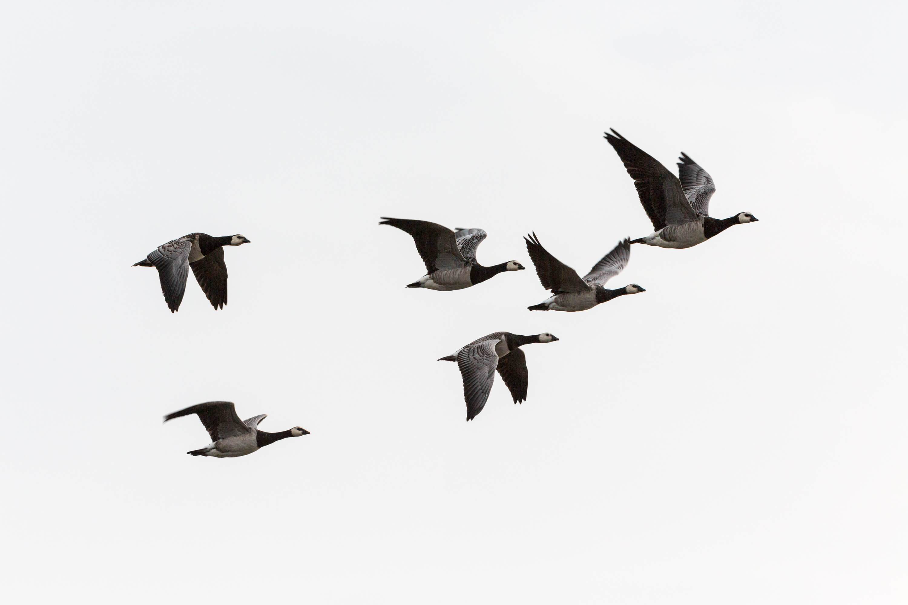 Wild Geese' by Mary Oliver – Bitter to Sweet