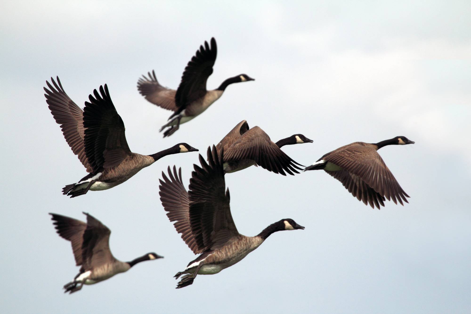 Poetry Picks: 'Wild Geese' by Mary Oliver | Anythink Libraries