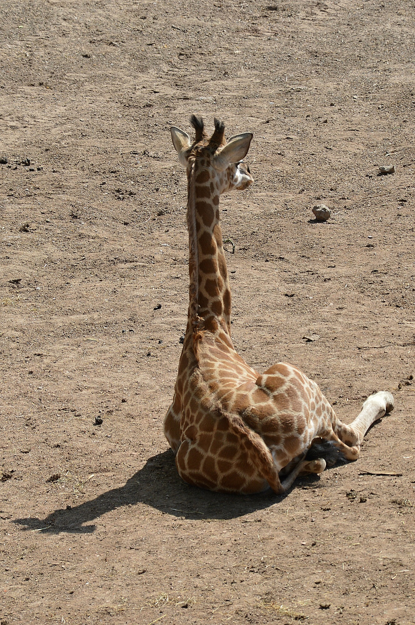 Wild giraffe photo