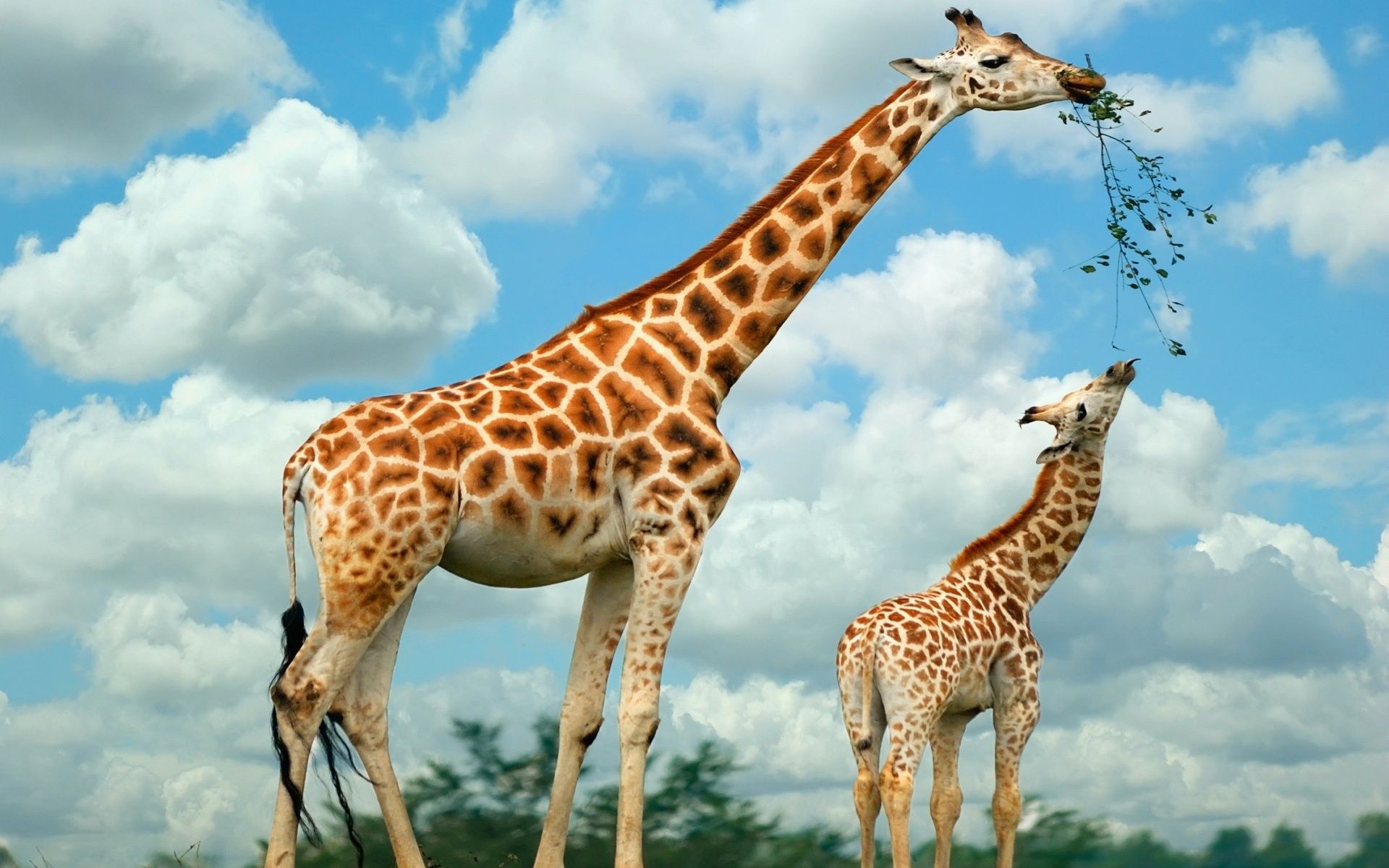 Two Giraffes Eating in the Wild.jpg (1920×1200) | WILD LIFE ...