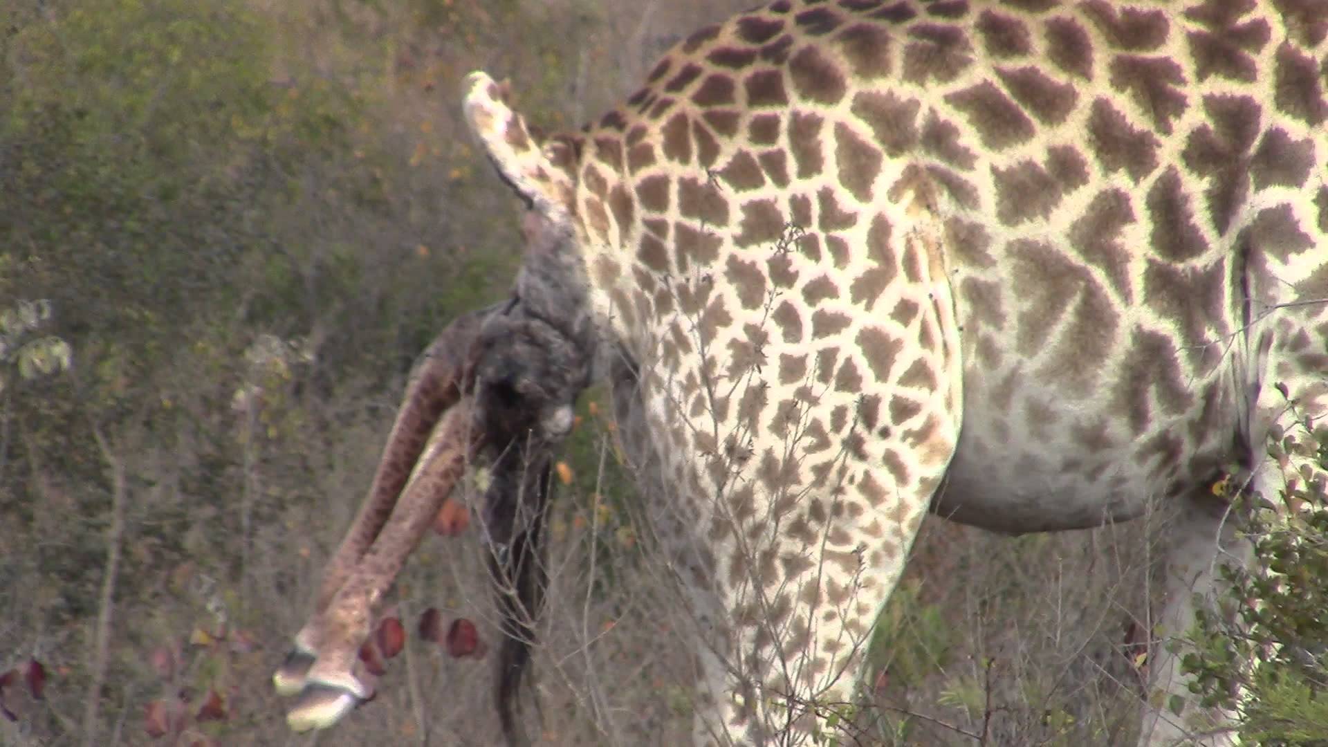 Incredible! Giraffe giving birth in the wild! - YouTube