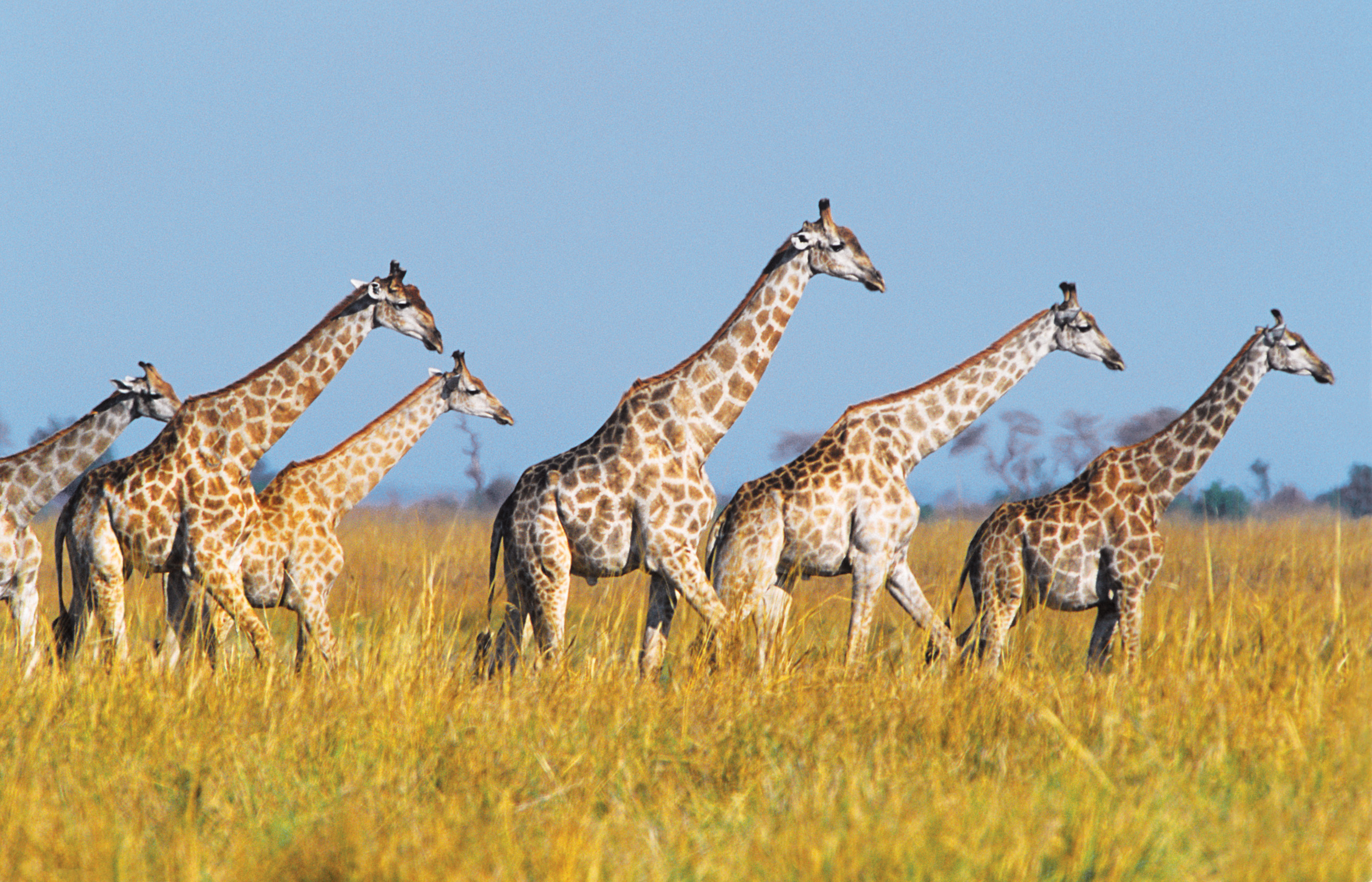 giraffes | The Wild World of Zoobooks
