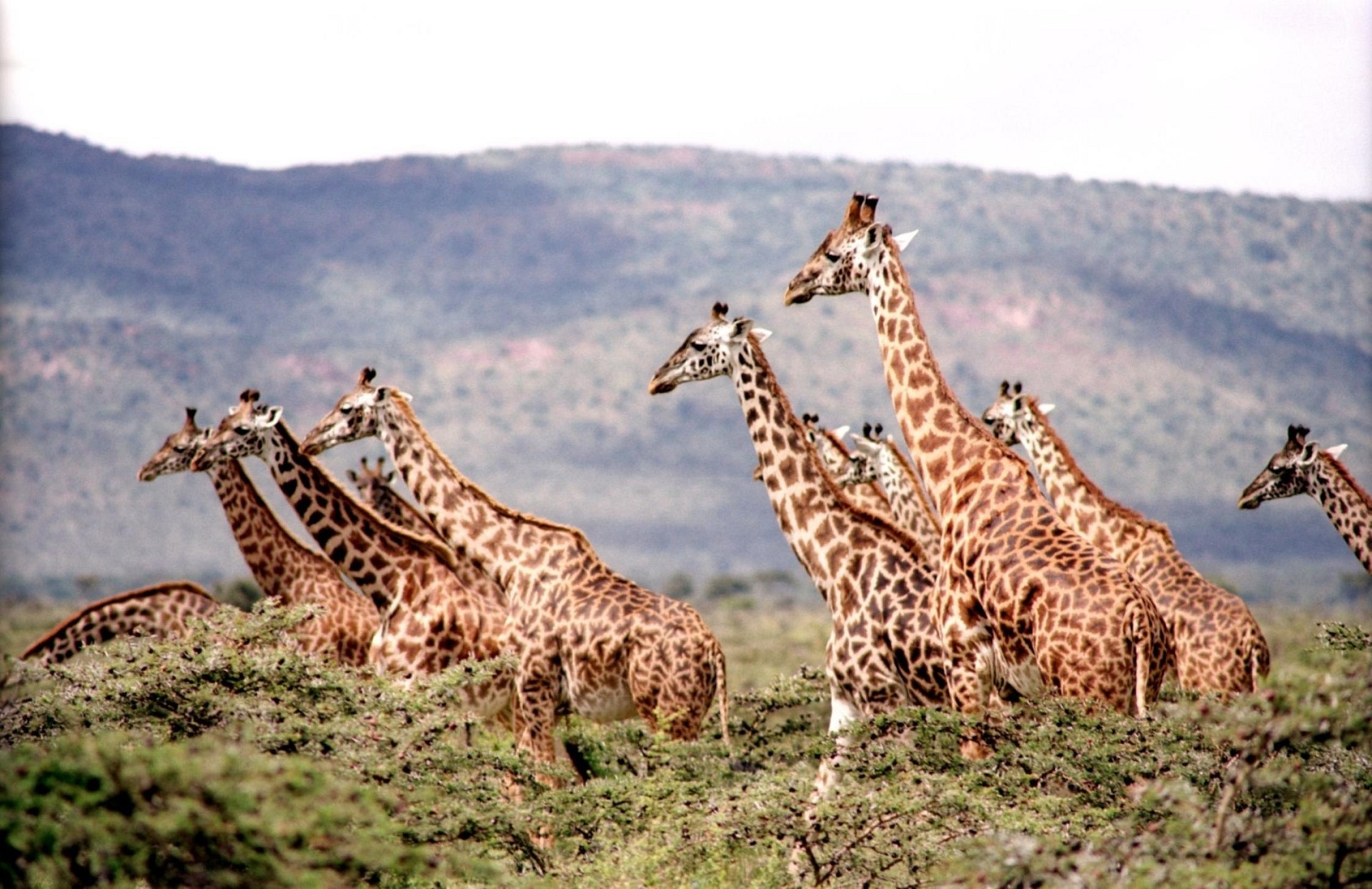 Wild Giraffes Free Stock Photo - Public Domain Pictures
