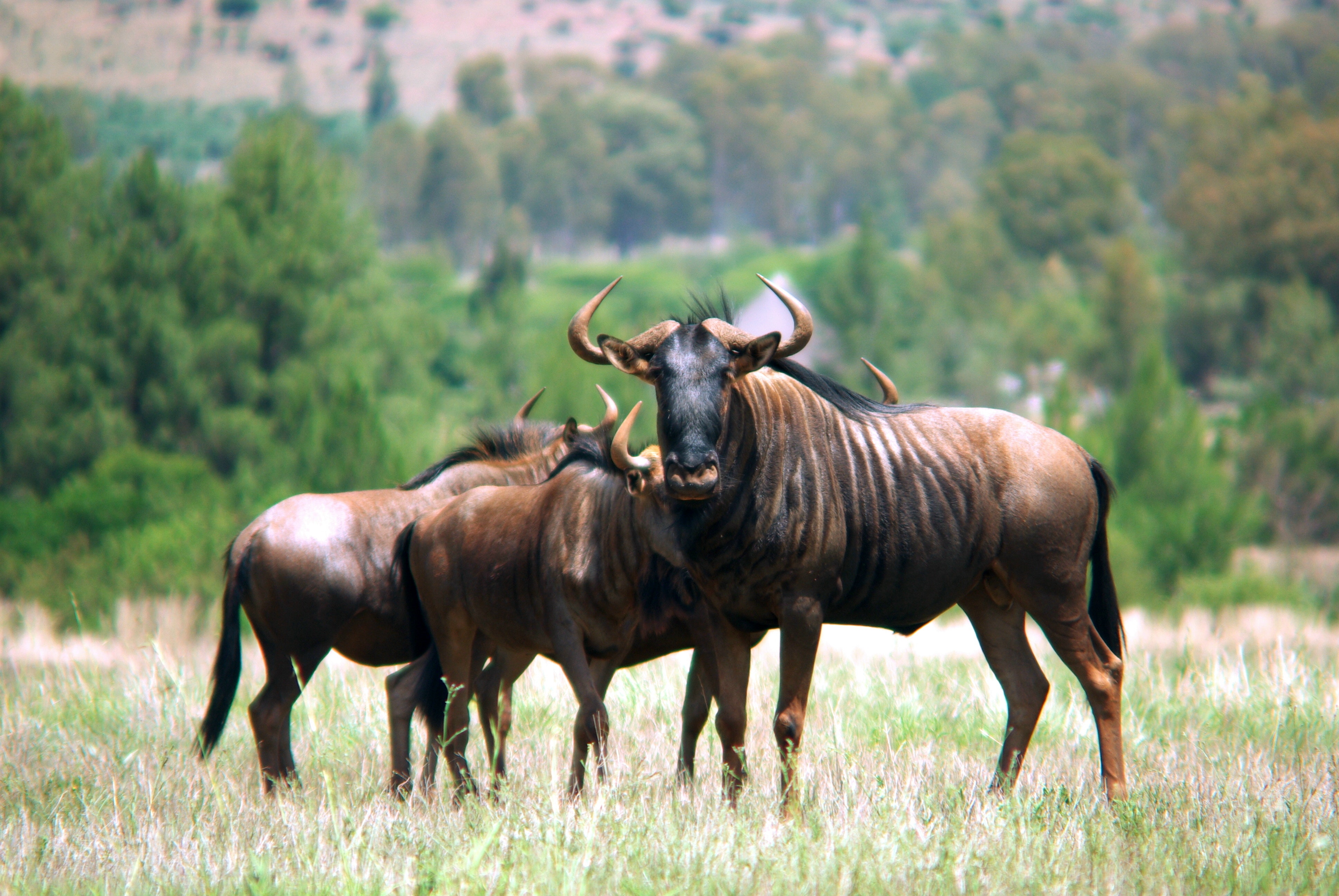 Free stock photo of gnu, herd, mpumalanga