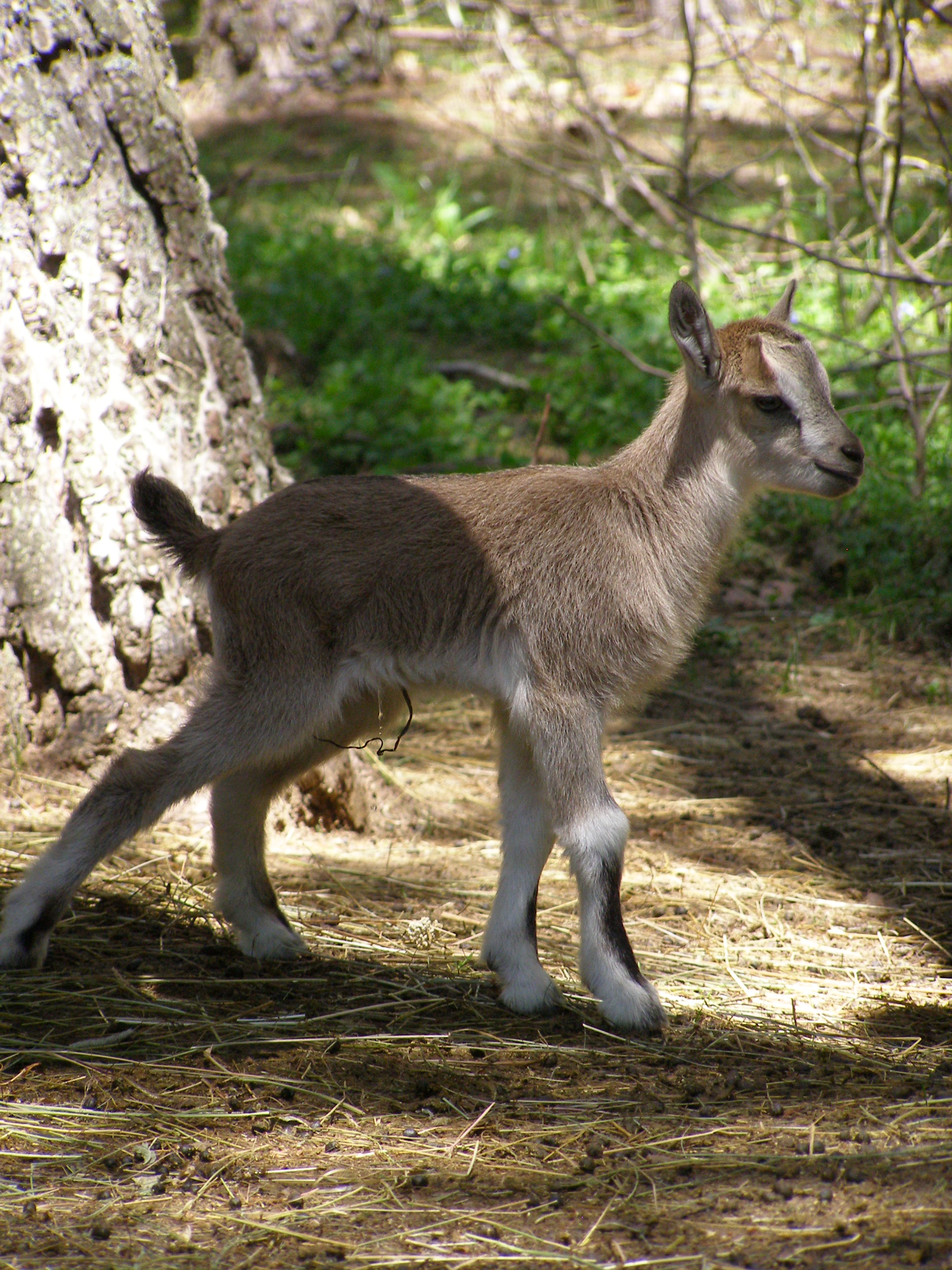 Wild goat - Wikipedia