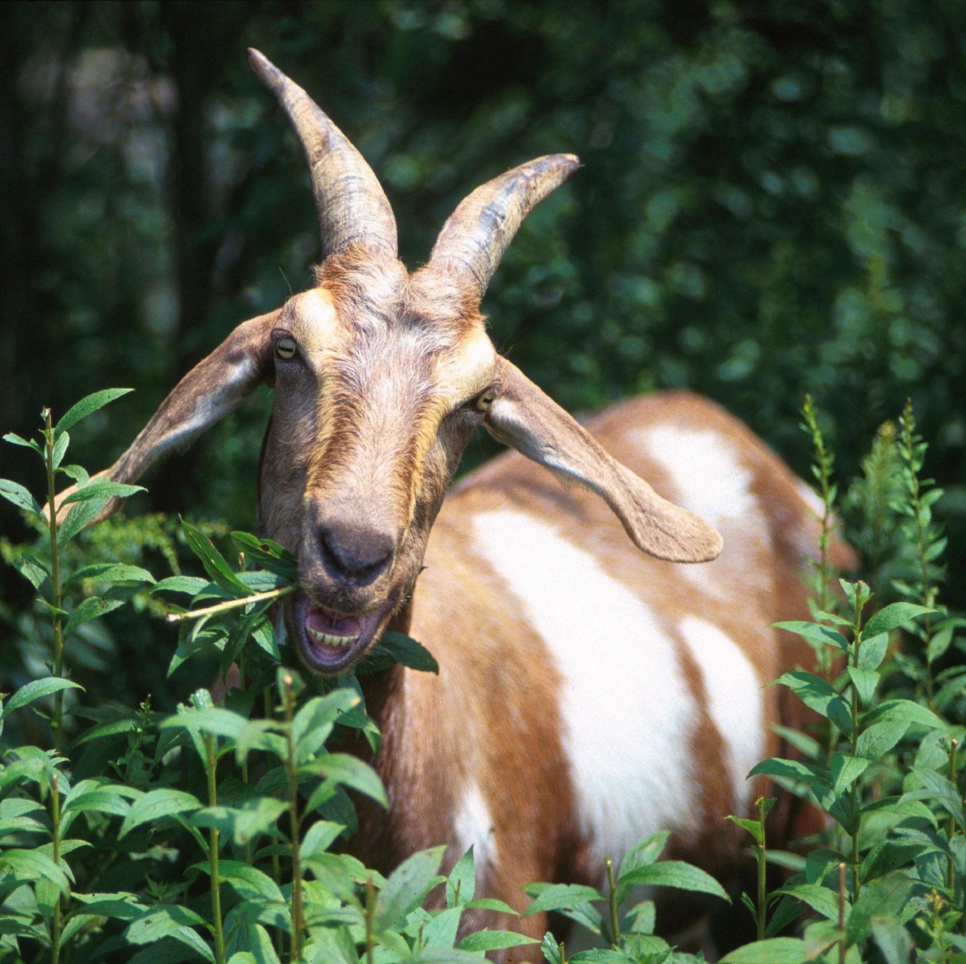Wild goat photo