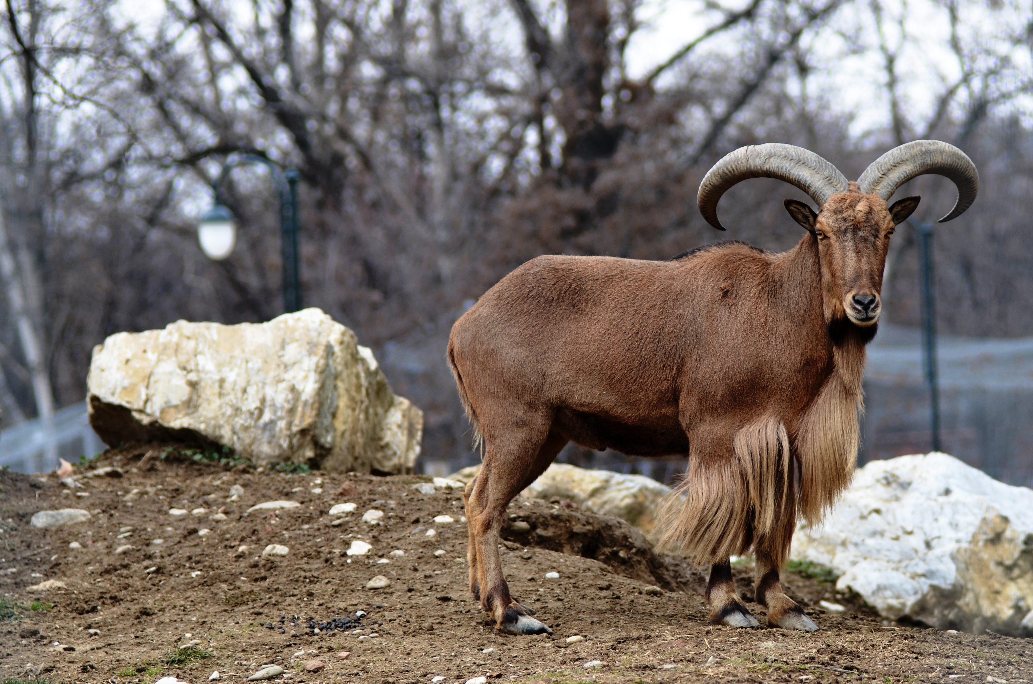 Stock - Wild Goat by hmdll on DeviantArt