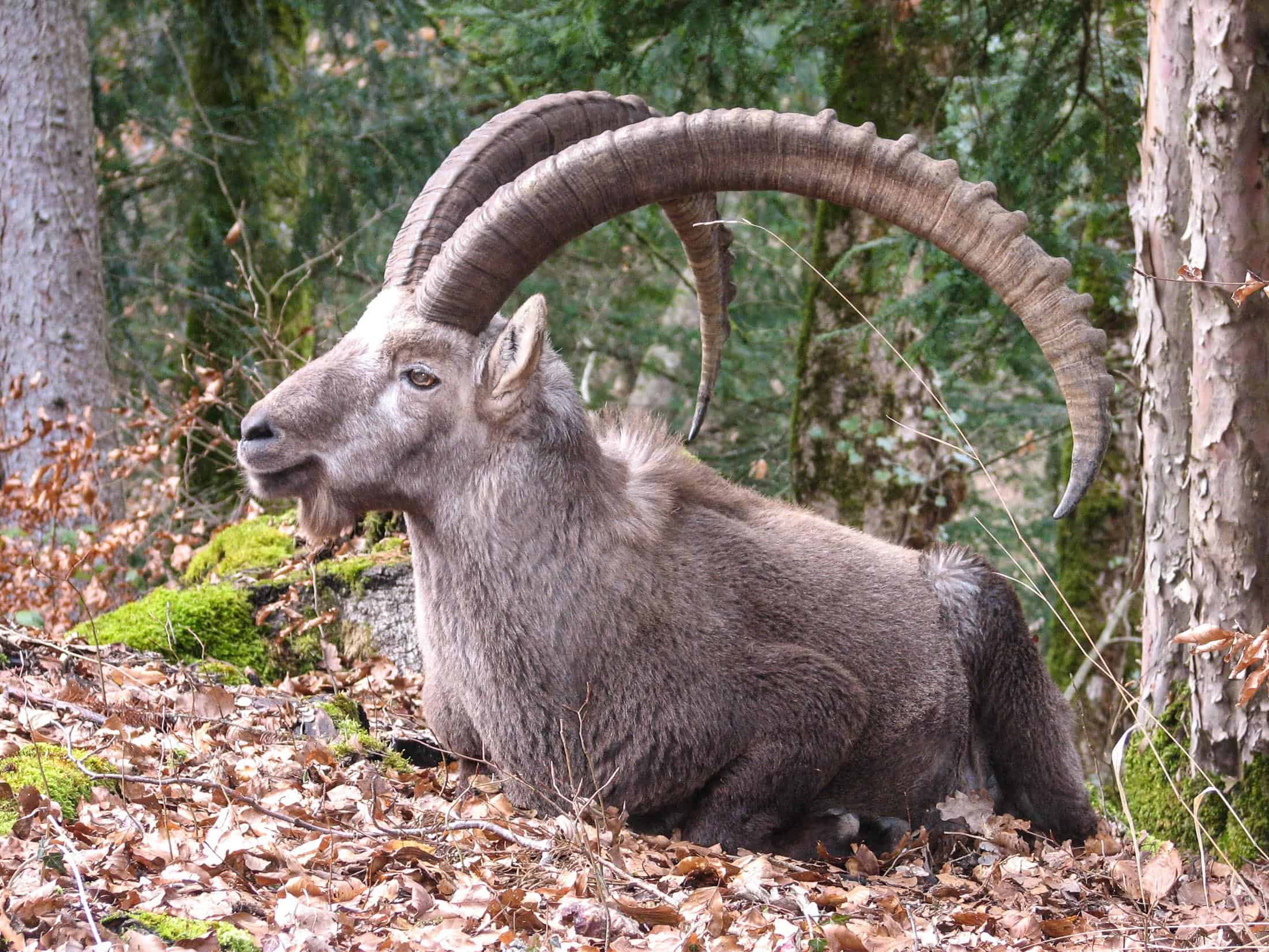 Pyrenana Wild Goat: An Example for de-extinction as a way forward?