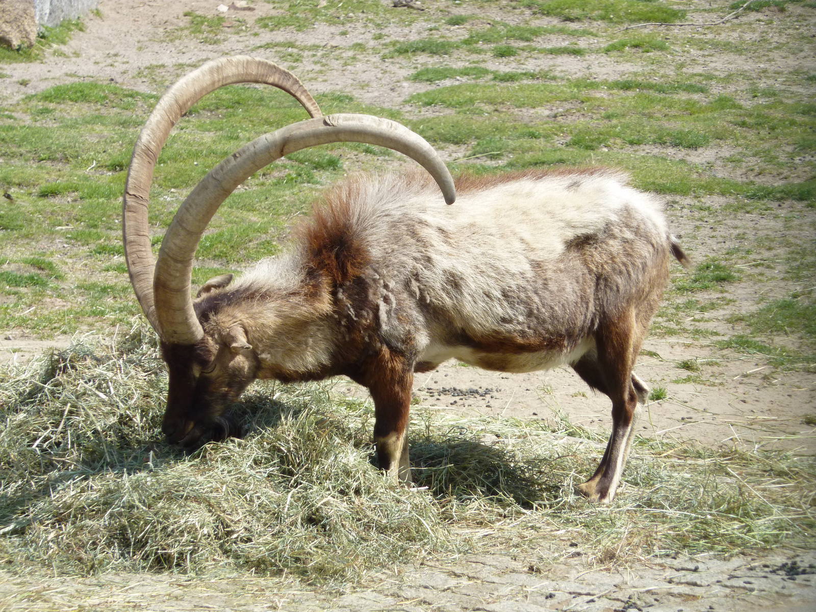 Cretan wild goat | ZooChat