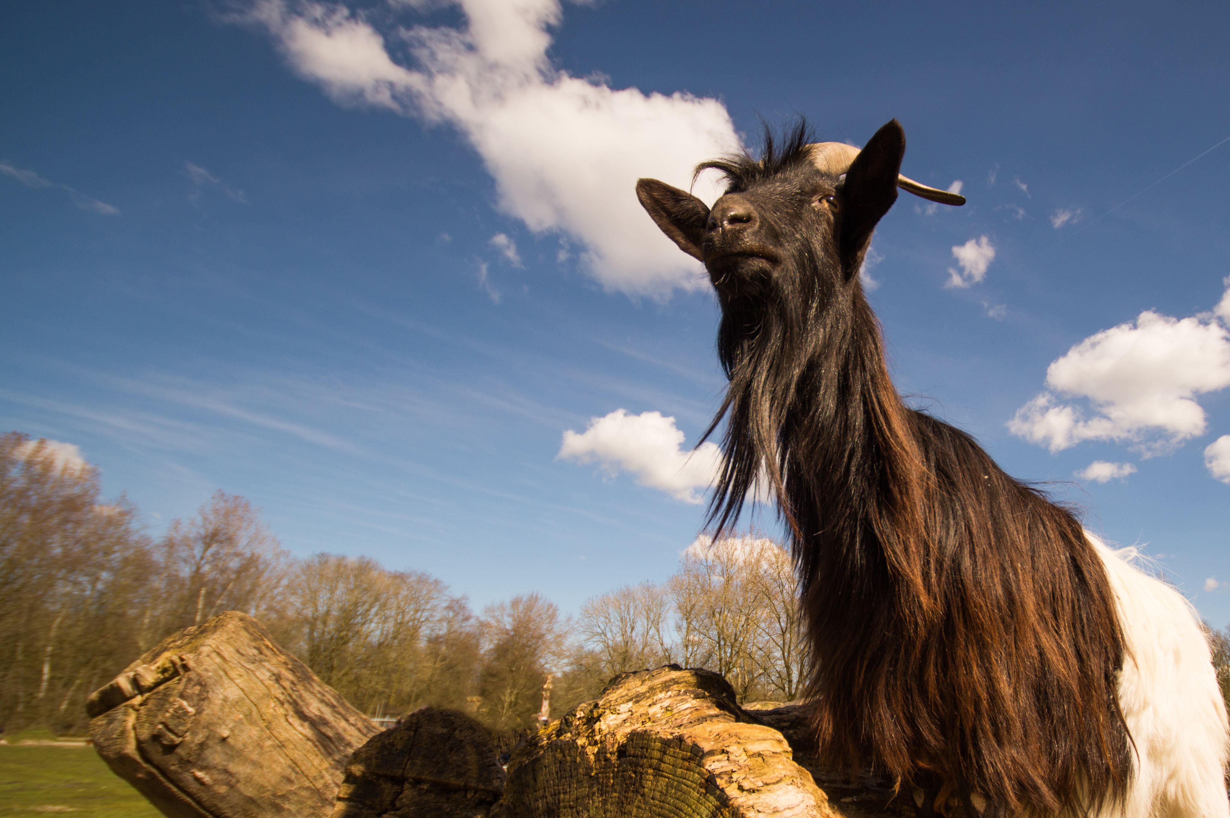 Wild goat photo