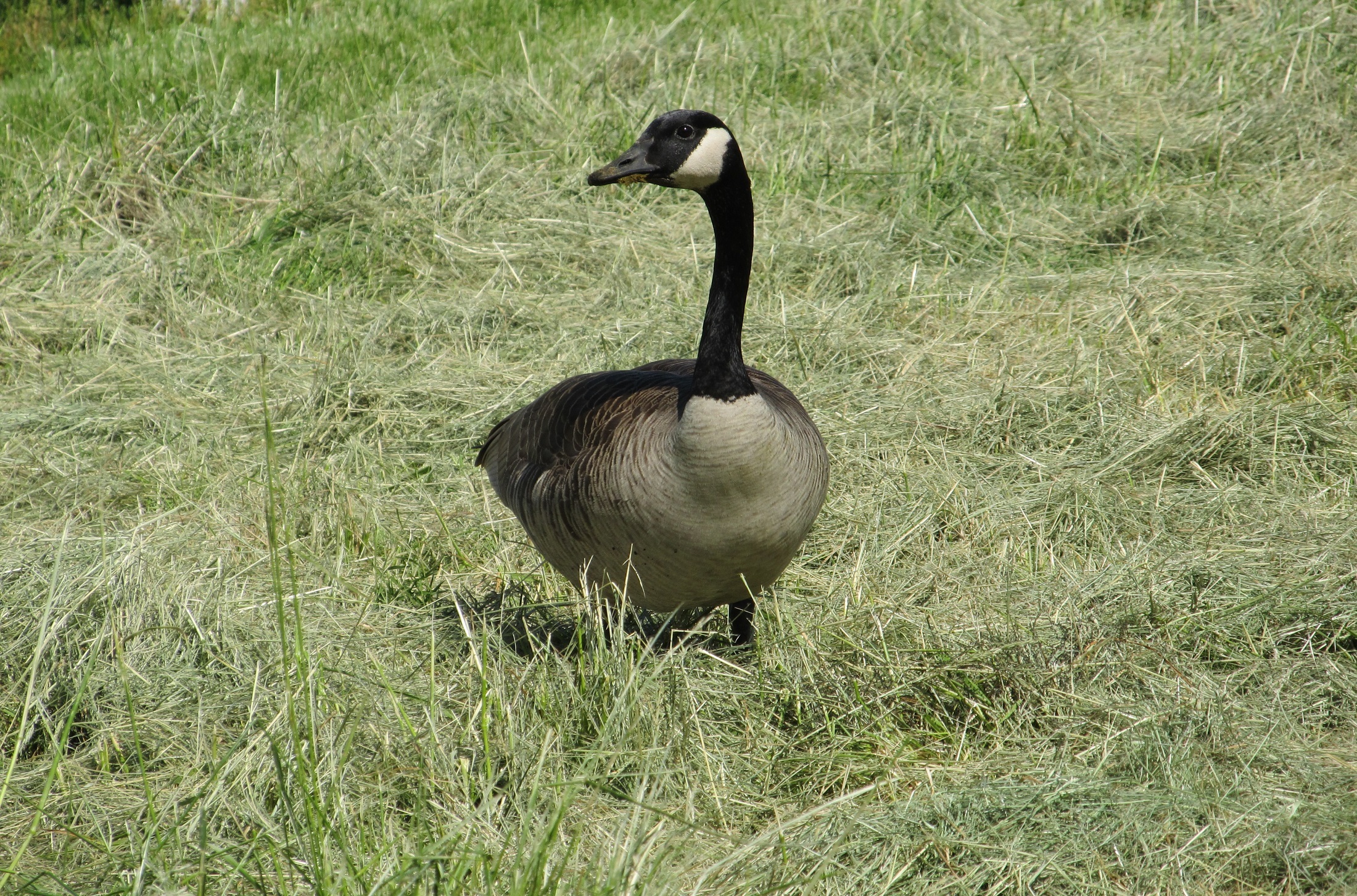 Wild goose photo