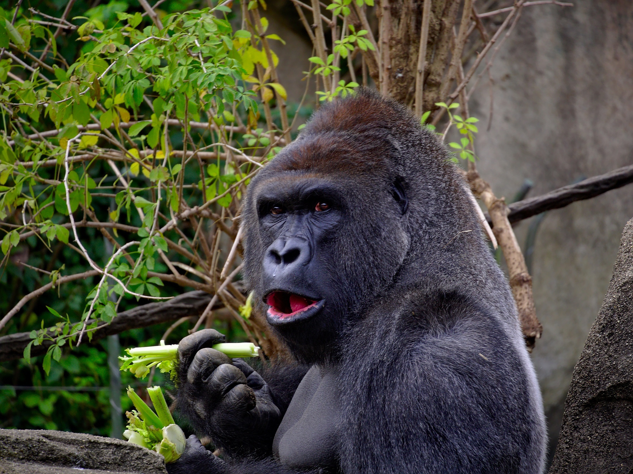 Wild gorilla photo