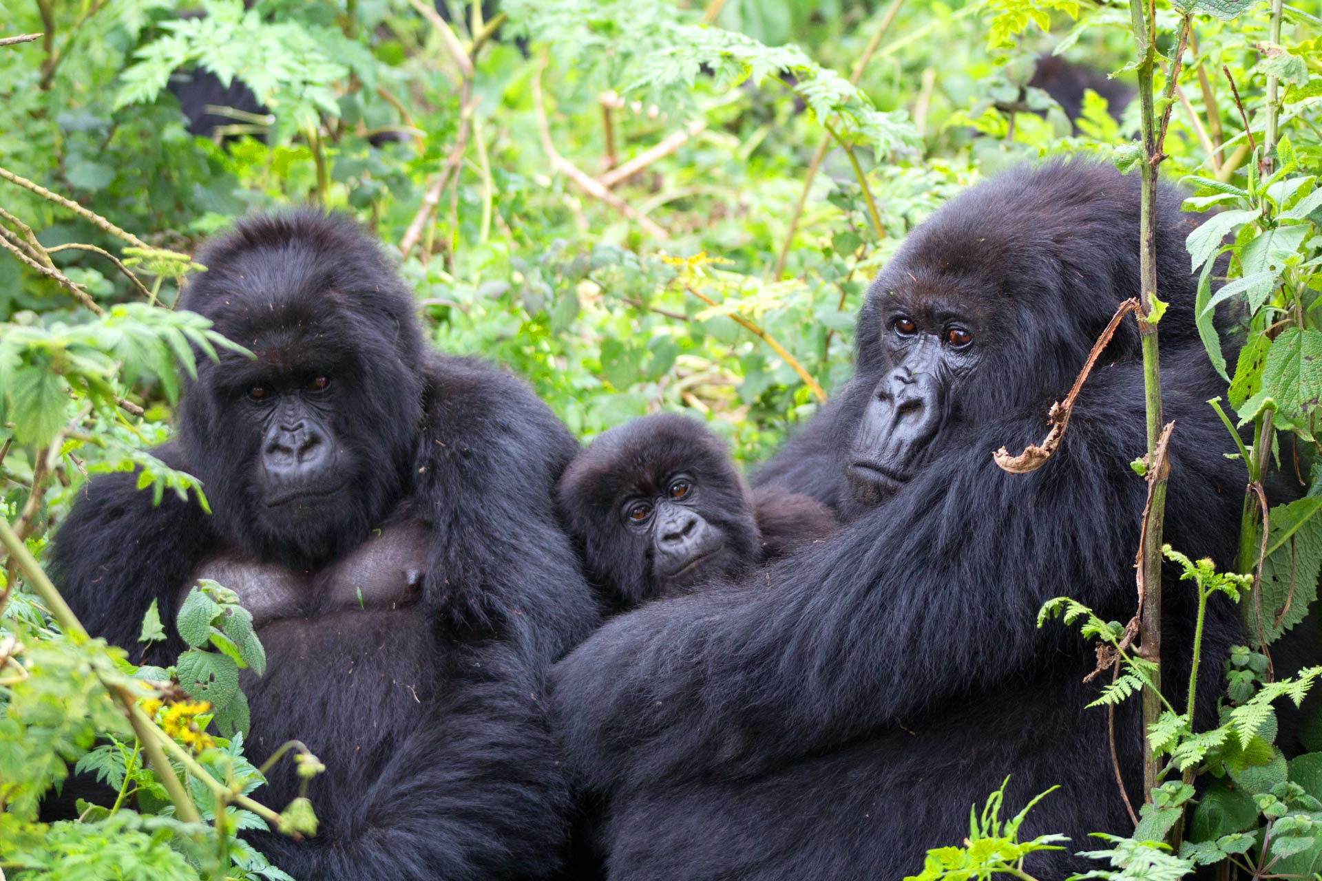 Epstein Barr-Like Virus Detected in Wild Mountain Gorillas | Biology ...
