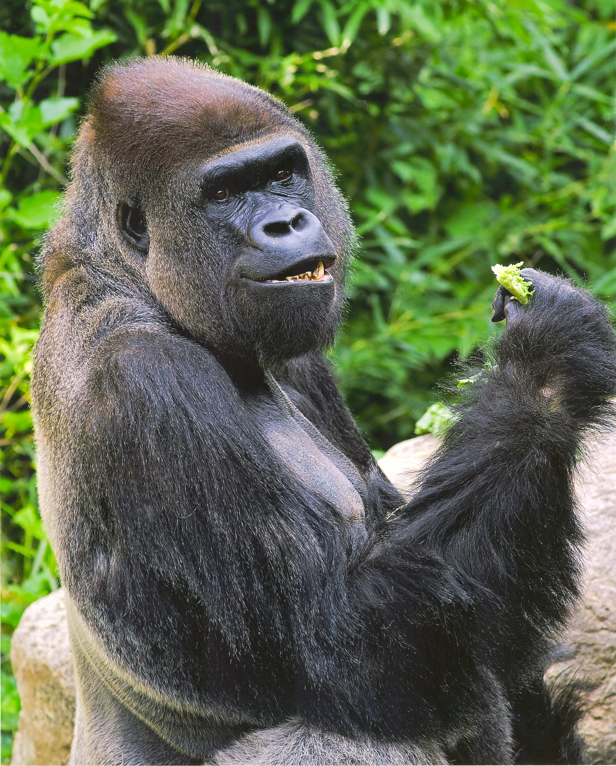 Why You Should Eat Like a Wild Gorilla | HuffPost
