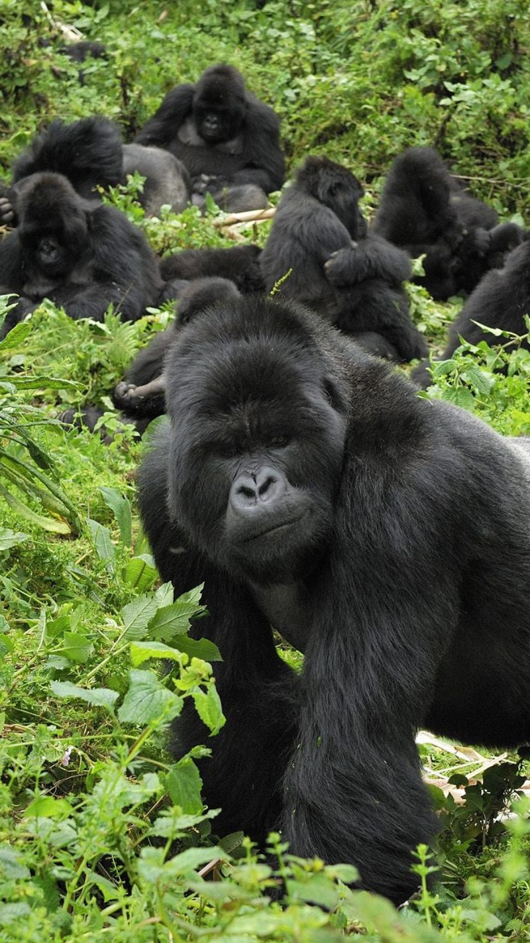 Silverback gorilla protecting his troop | Animal Kingdom ...