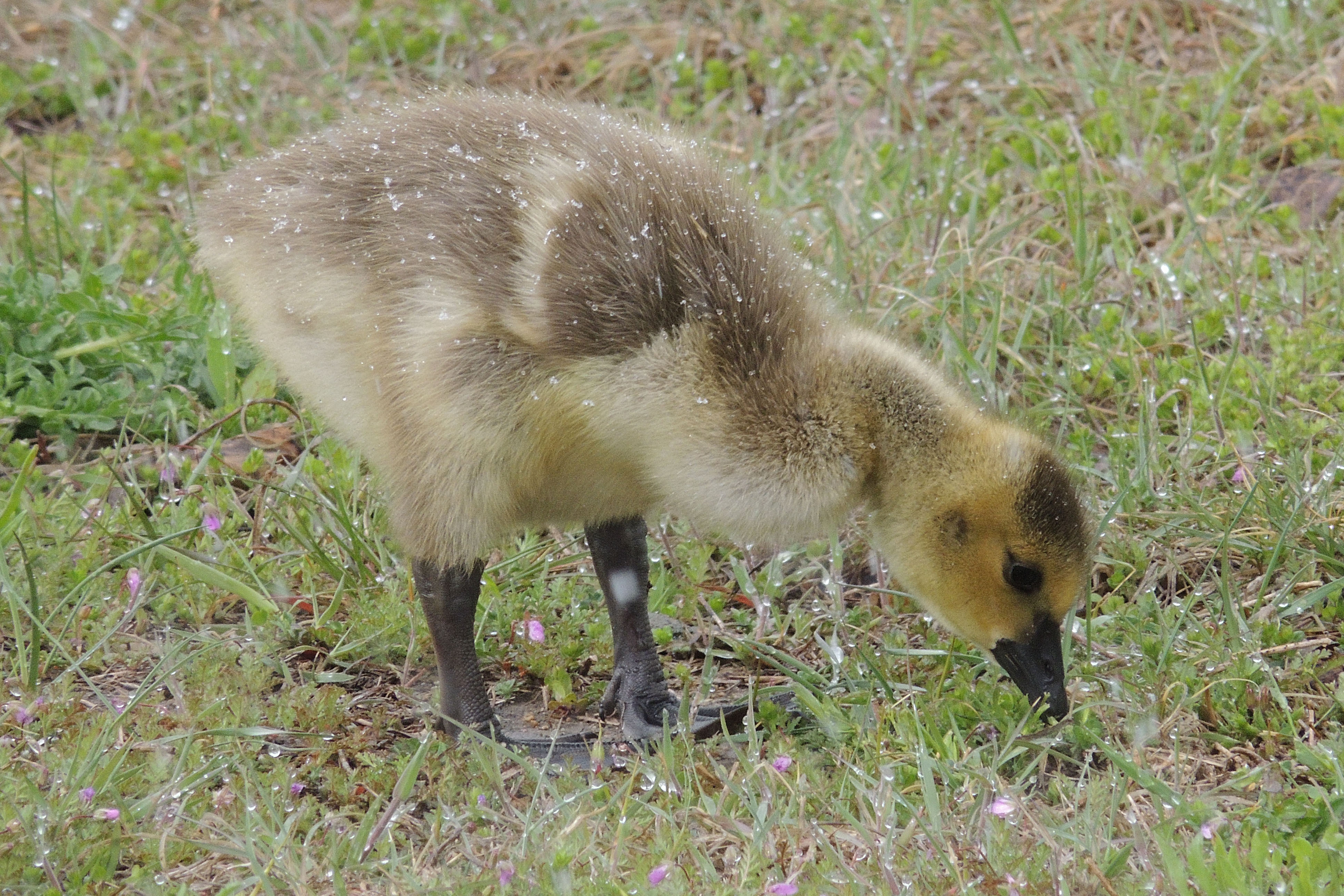 Canada Goose Gosling ©Steve Frye. Wild Bird Company - Boulder, CO ...