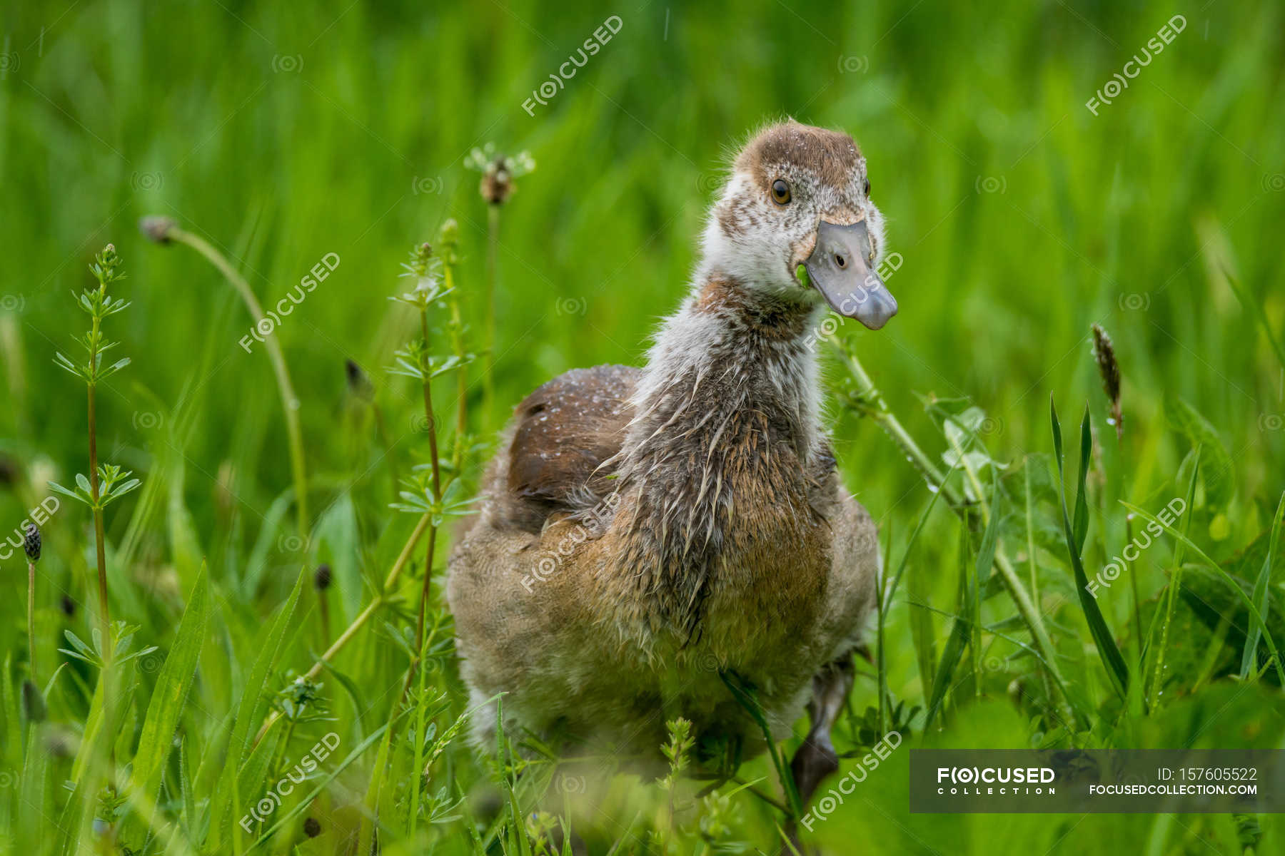 View of grown-up wild gosling in green field — Stock Photo | #157605522