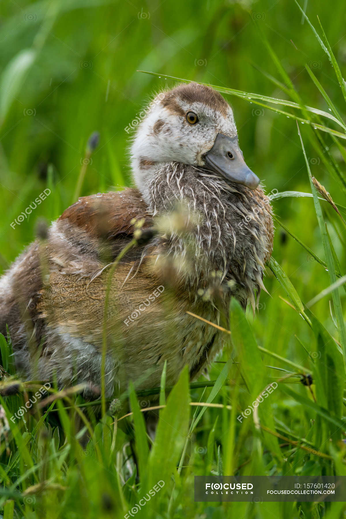 View of grown-up wild gosling in green field — Stock Photo | #157601420