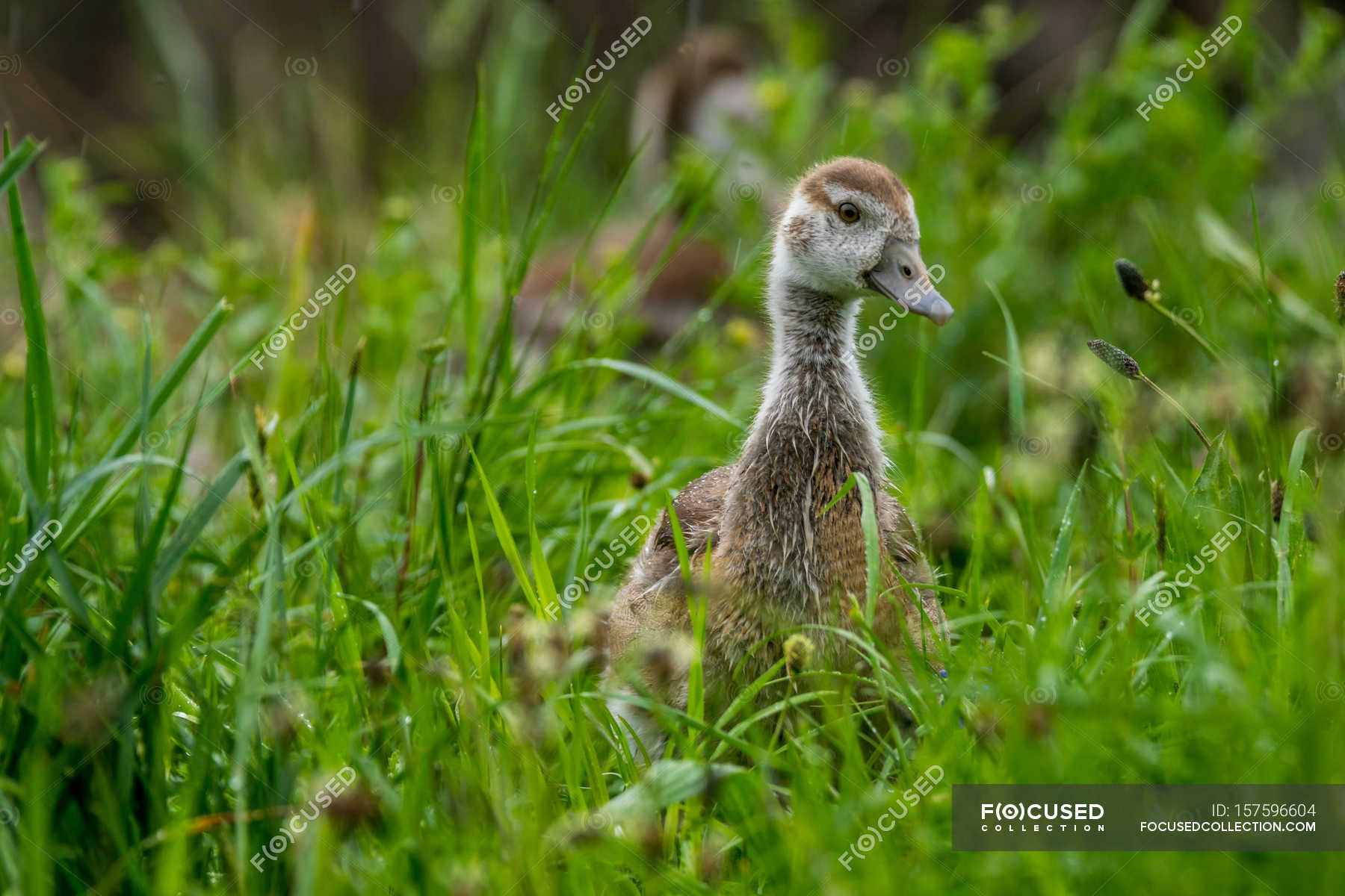 View of grown-up wild gosling in green field — Stock Photo | #157596604