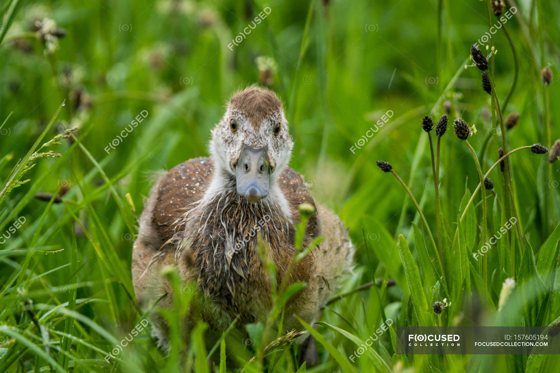 View of grown-up wild gosling in green field — Stock Photo | #157605194