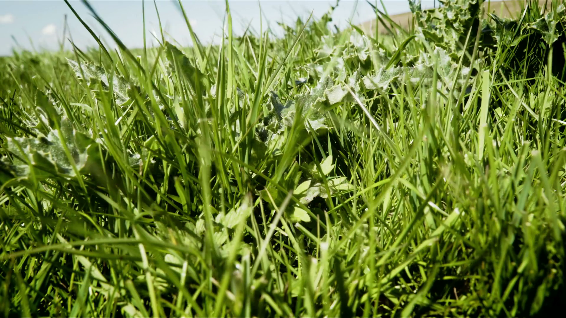 Wild grass blowing in the wind stock footage. Vivid green grass ...