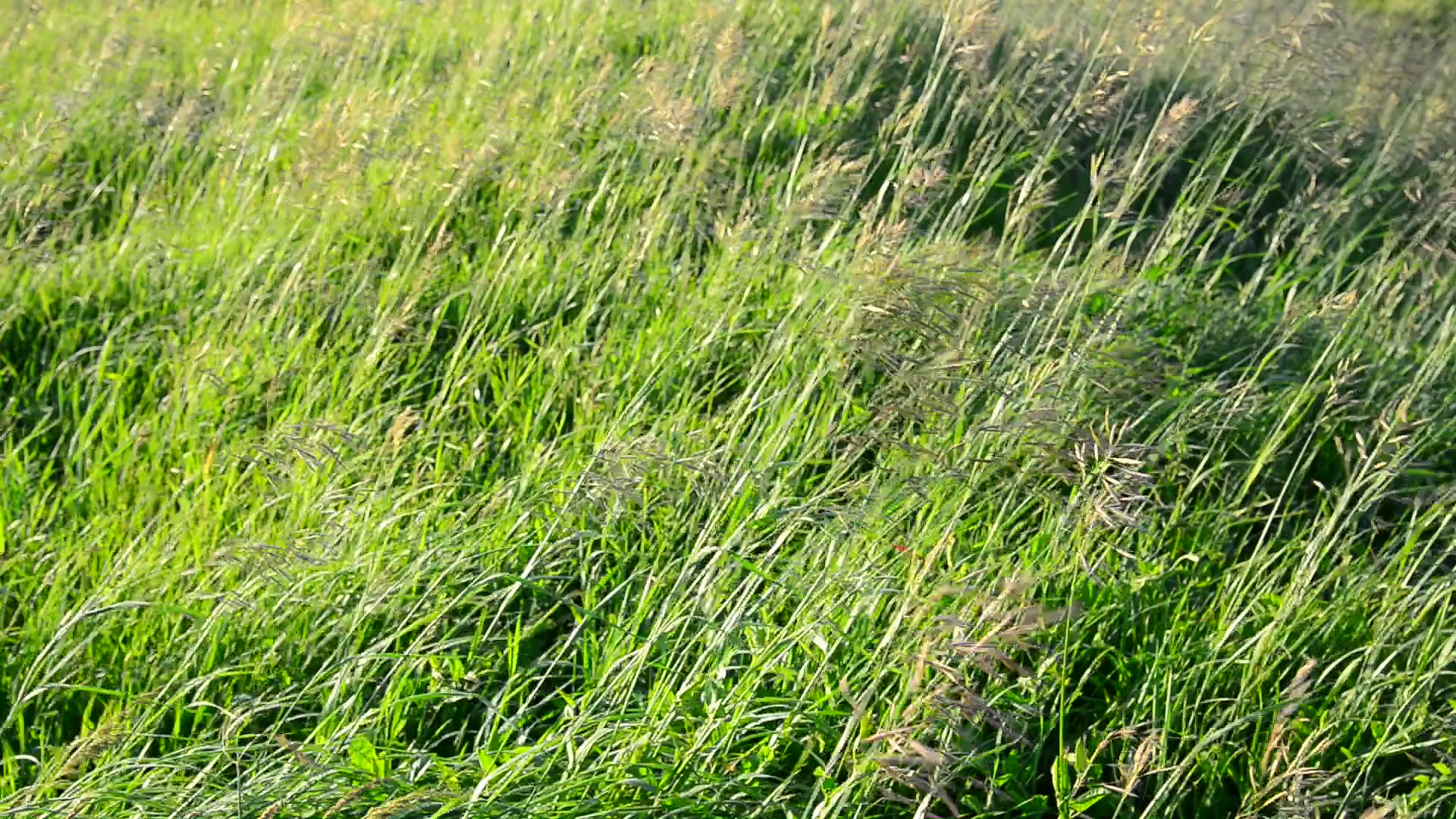 wild grass waving in strong wind in summer Stock Video Footage ...