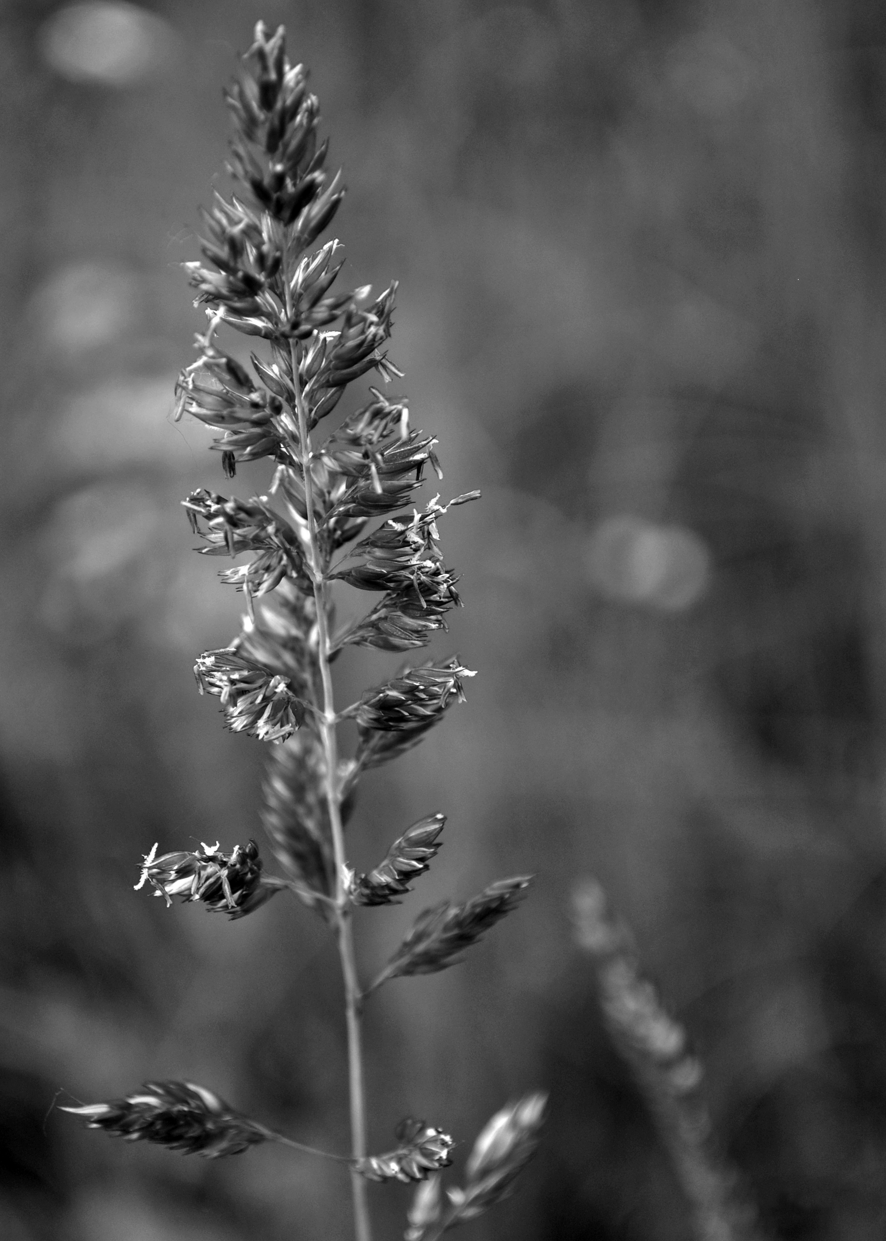 Wild Grass, Forest, Grass, Grasses, Macrophotography, HQ Photo