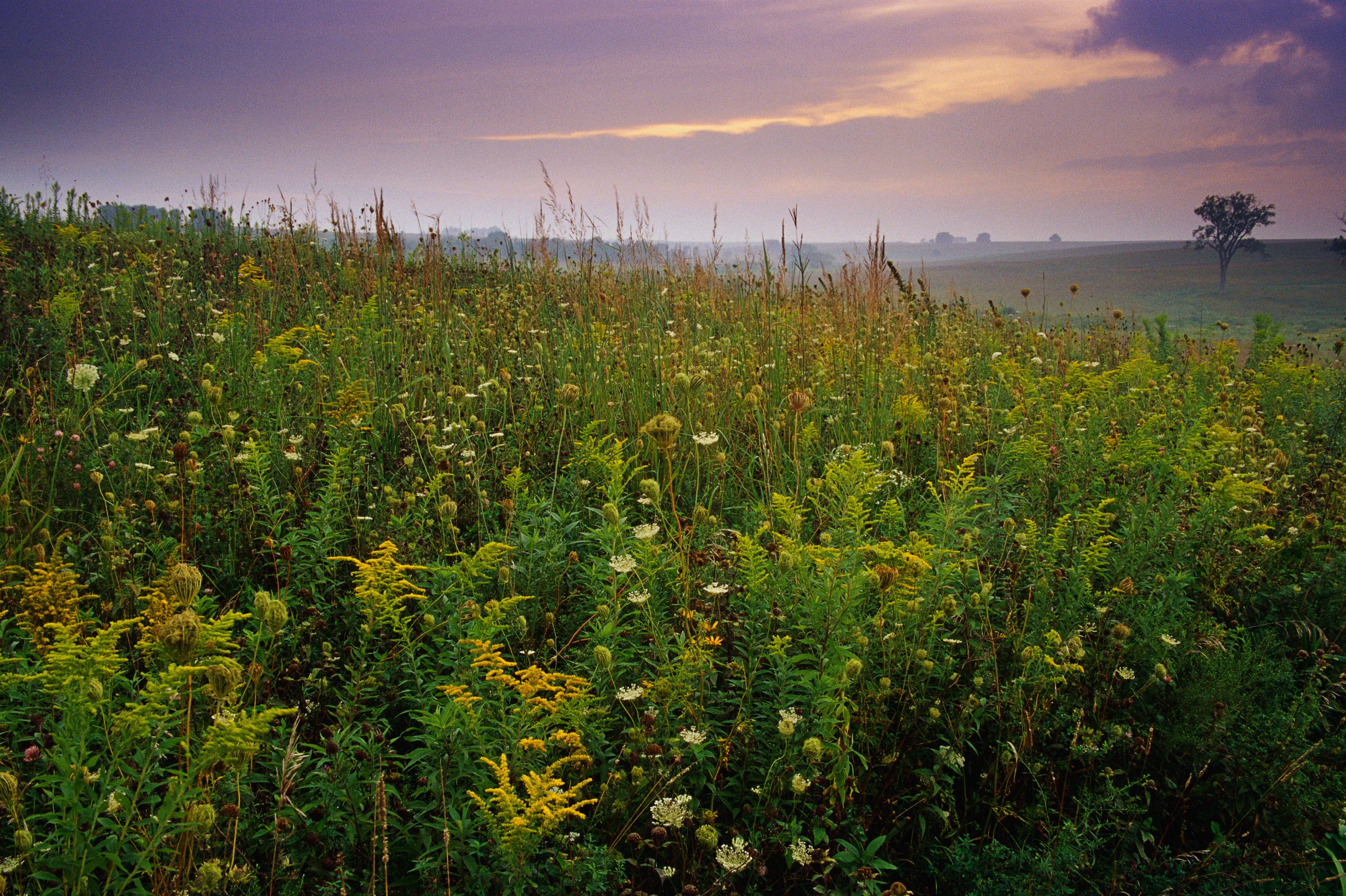 grasses-in-prairie - Iowa Pictures - Iowa - HISTORY.com