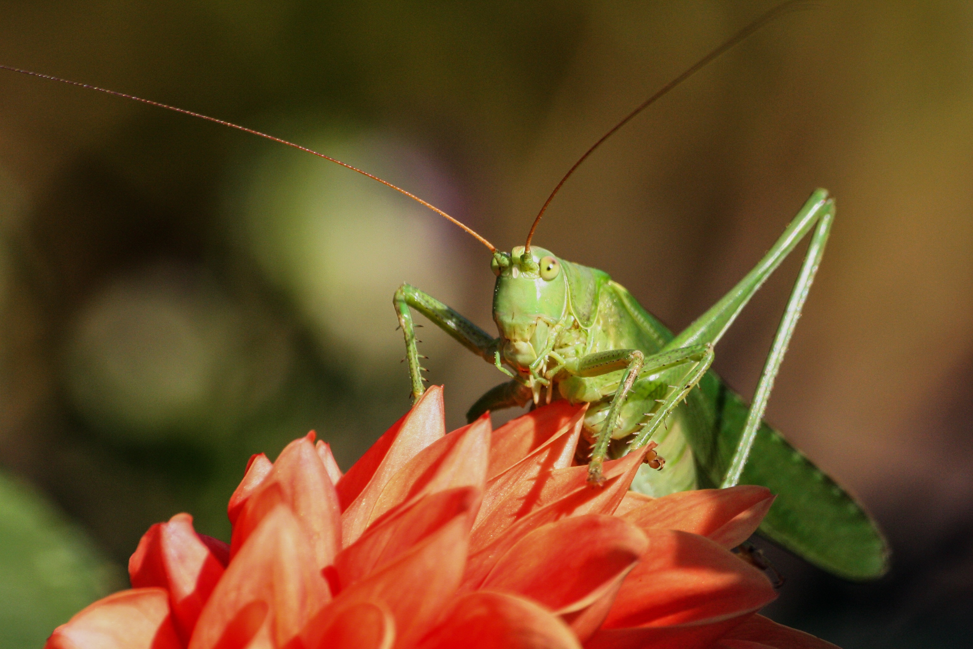 Wild grasshopper photo