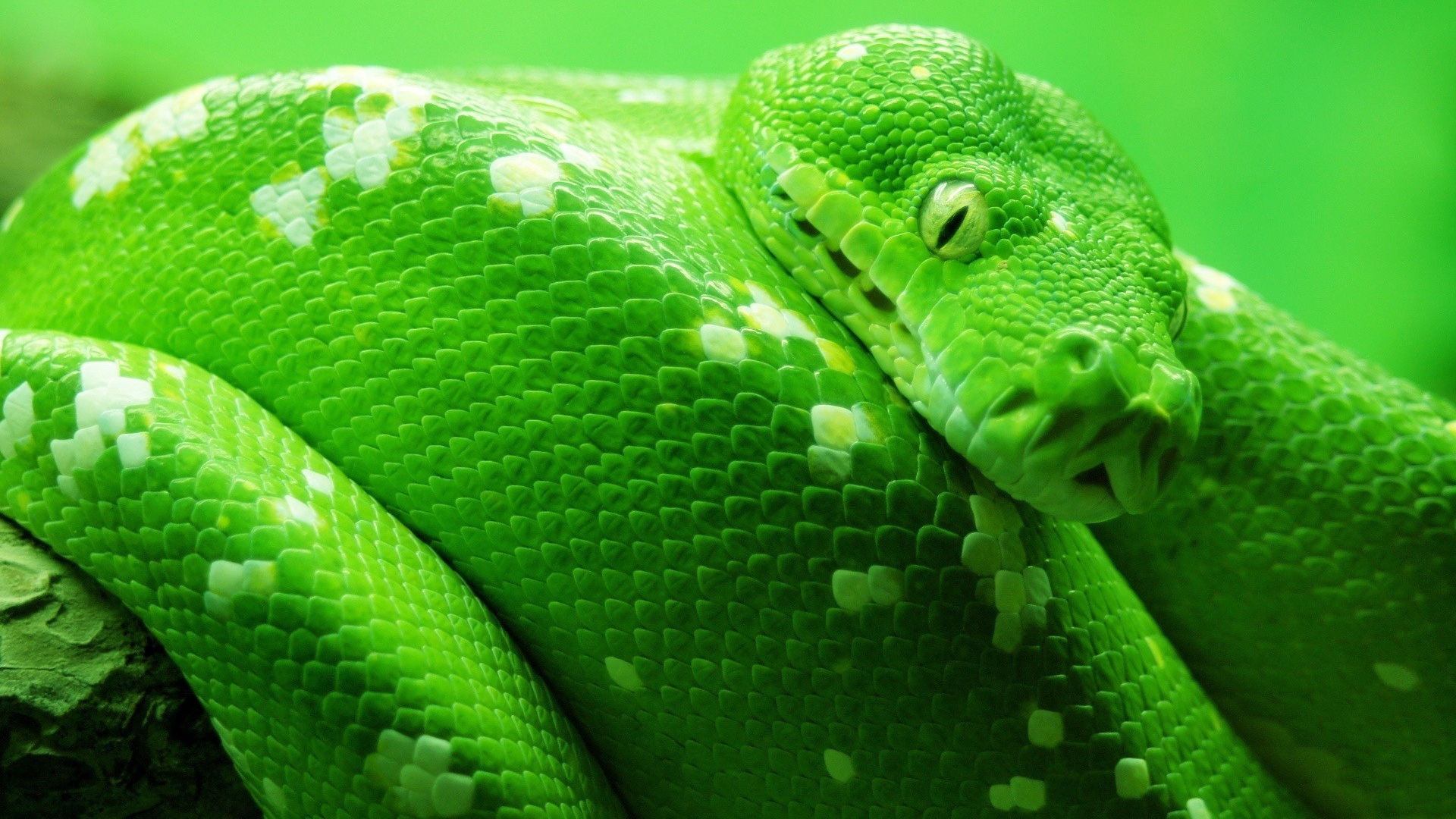 Green Snake #7034863