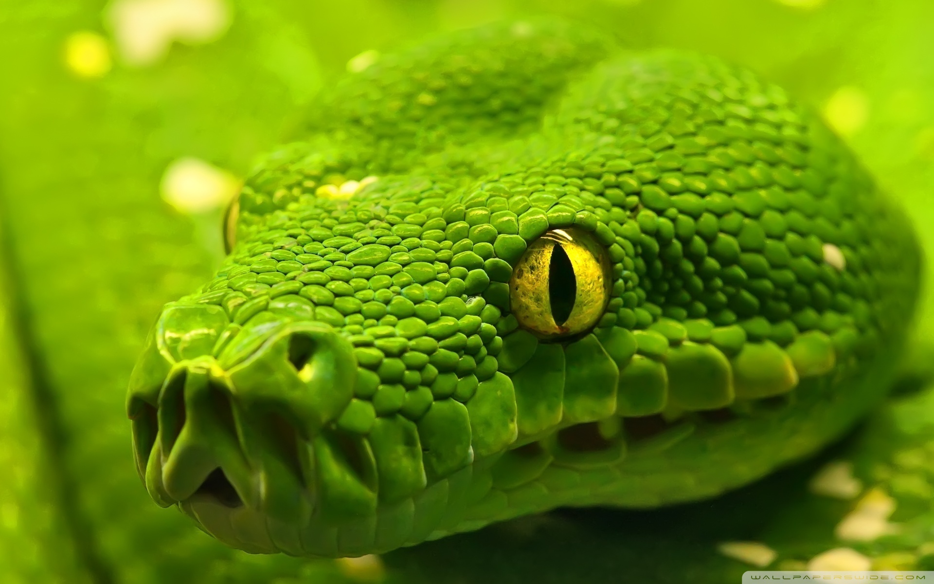 Green Snake Head ❤ 4K HD Desktop Wallpaper for 4K Ultra HD TV ...