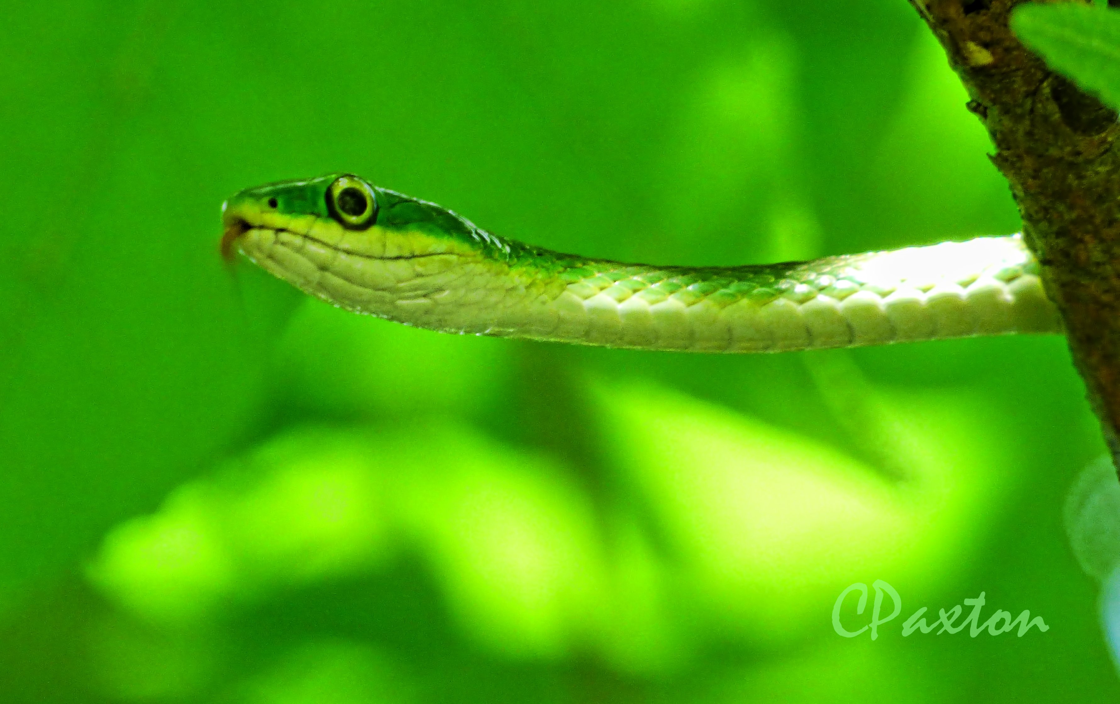 Tree Snakes Series- Rough Green Snake « Wild Open Eye – Natural ...