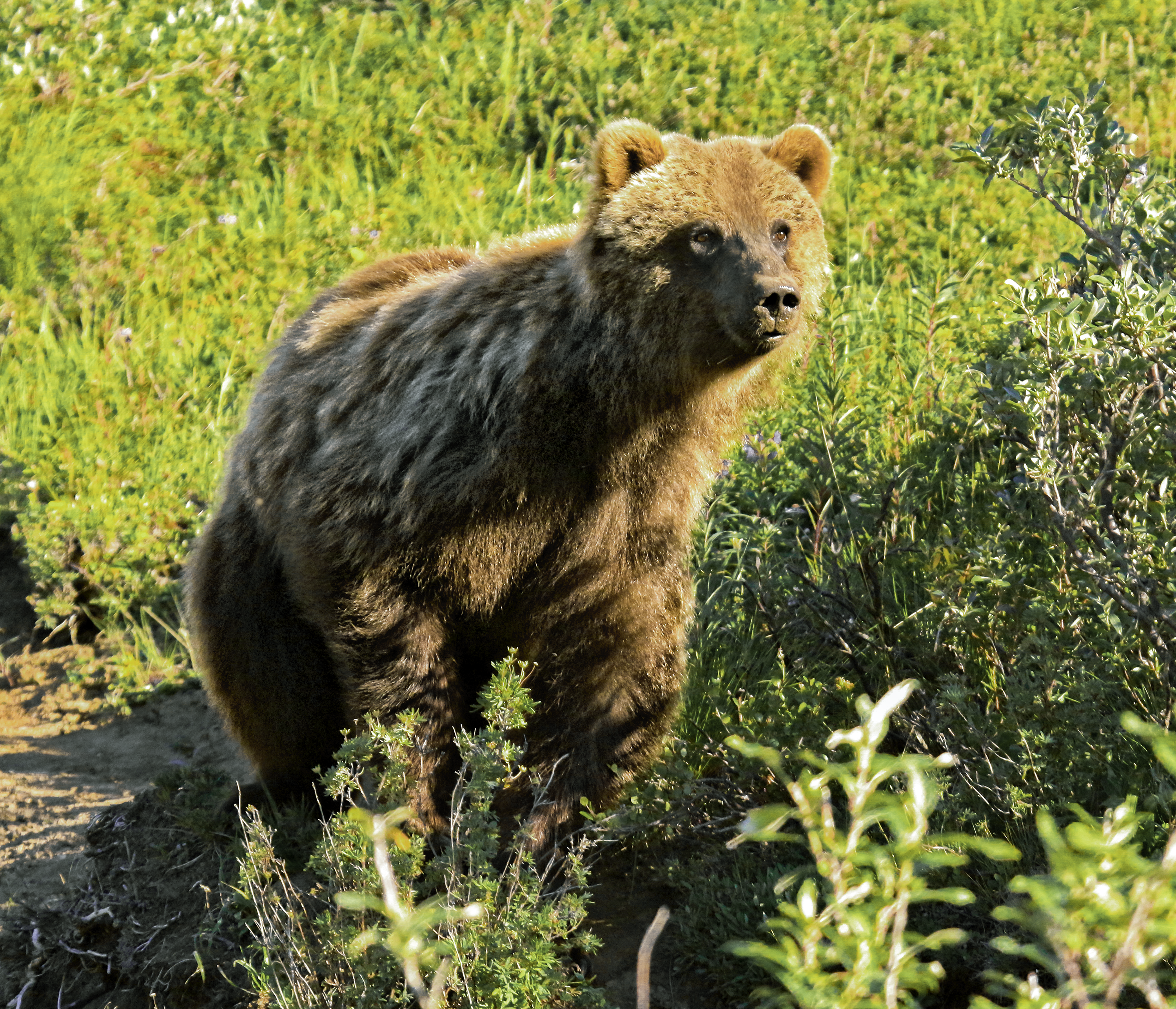 File:Wild grizzly bear in Alaska.png - Wikipedia