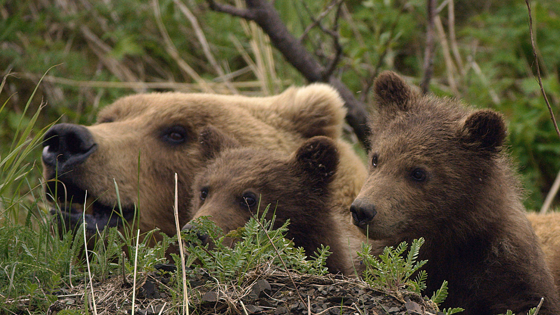 Explore the Grizzly Empire - Destination Wild Video - National ...