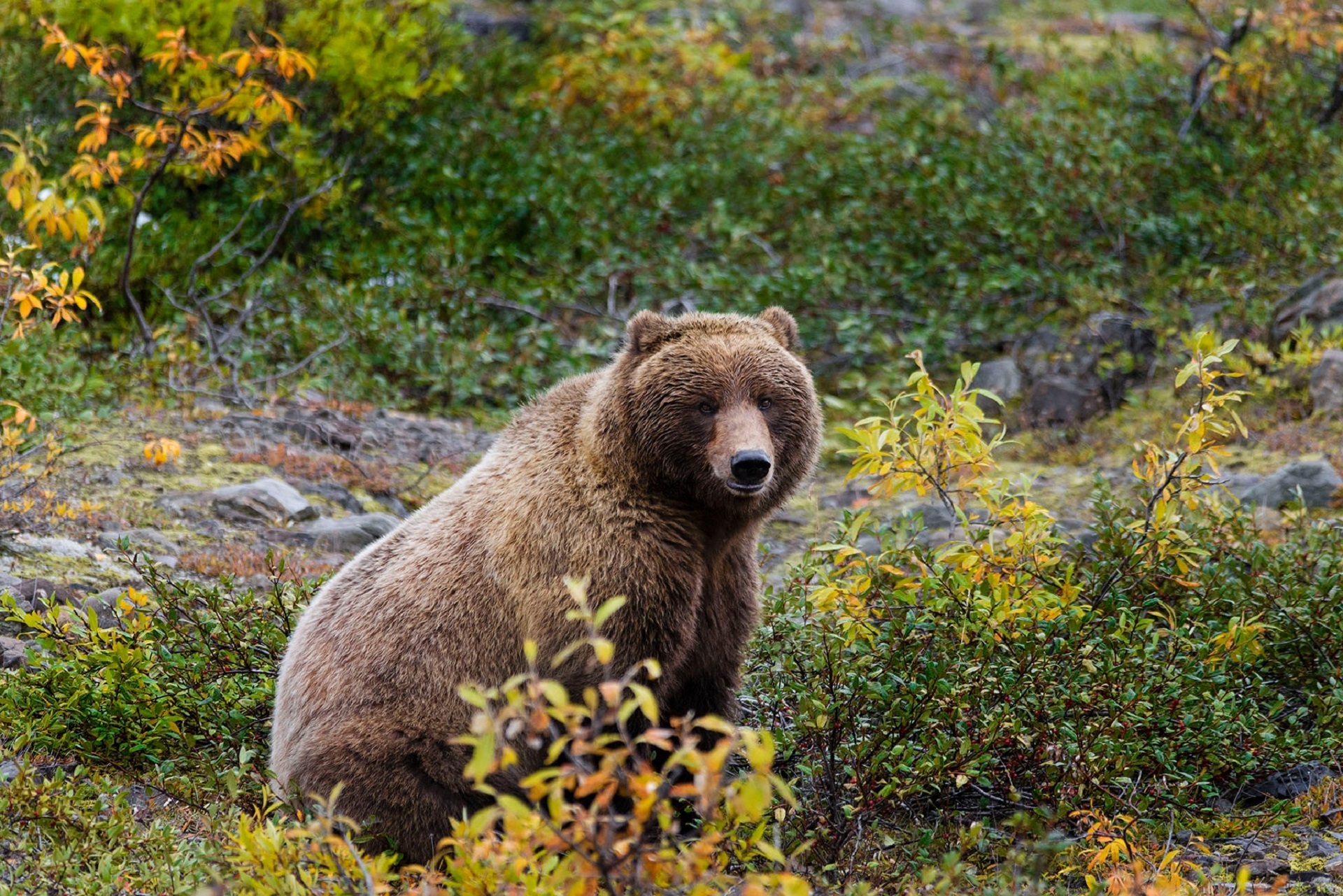 Wild grizzly bear photo