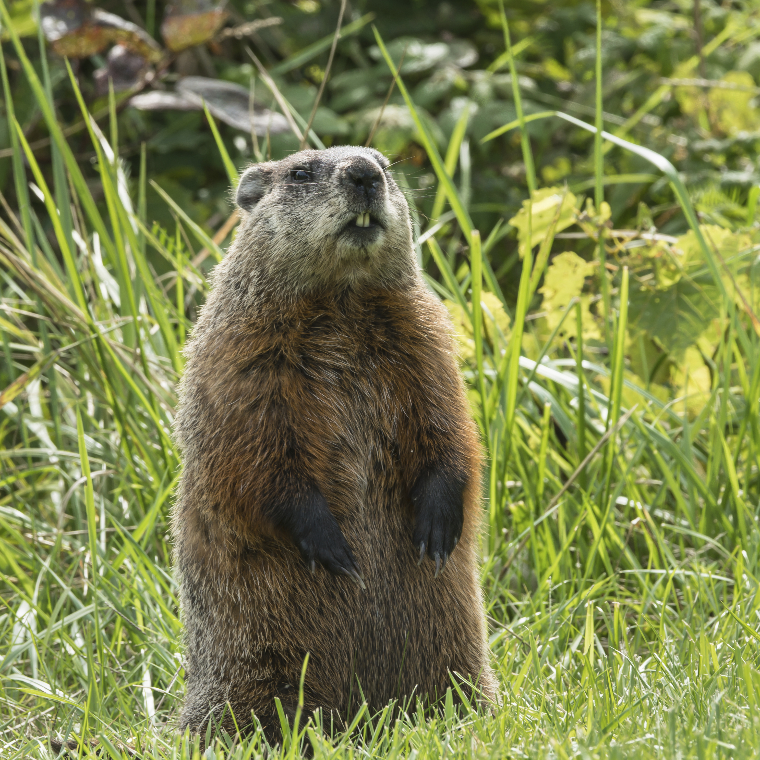 Groundhogs in Georgia