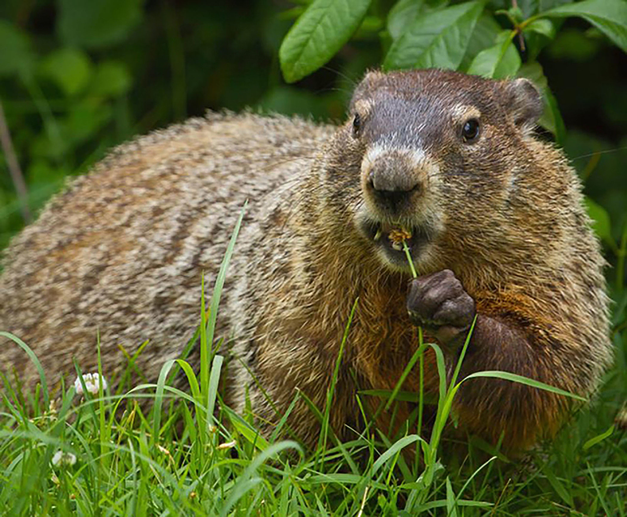 15 things you don't know about groundhogs in Pennsylvania | PennLive.com