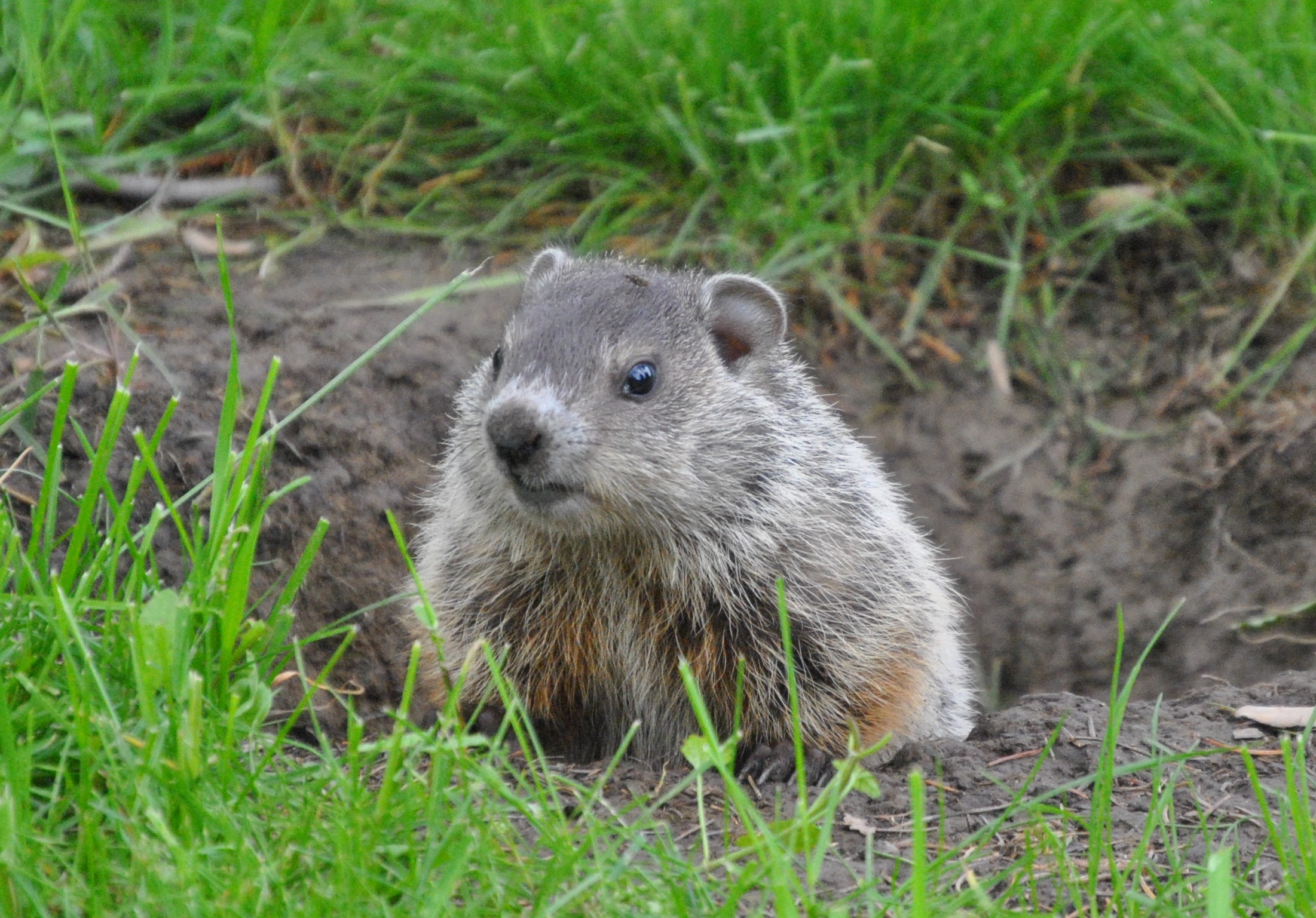 Groundhog Removal | Wildlife Command Center MO