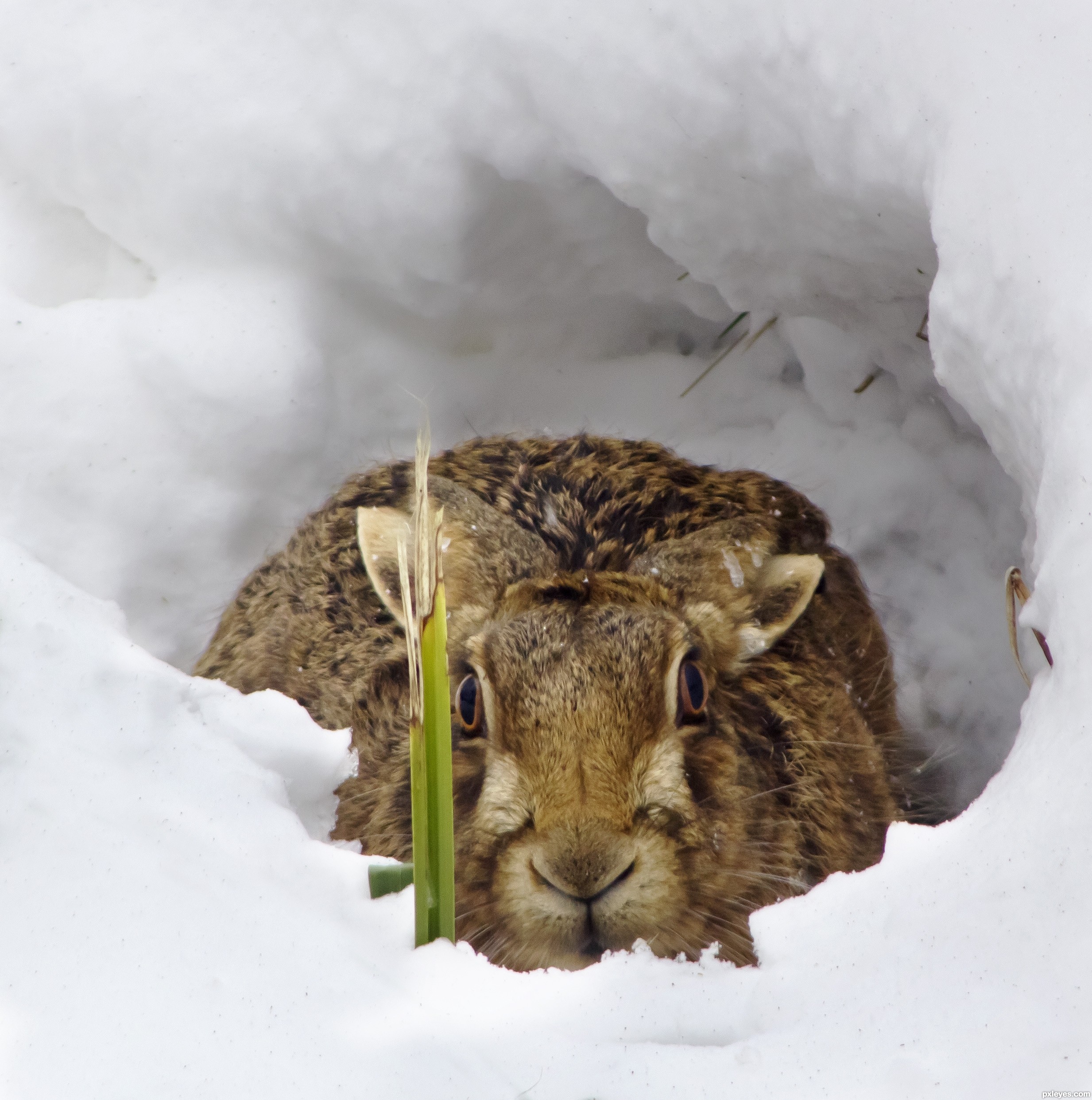 Wild Hare picture, by siduck68 for: wild animals 3 photography ...