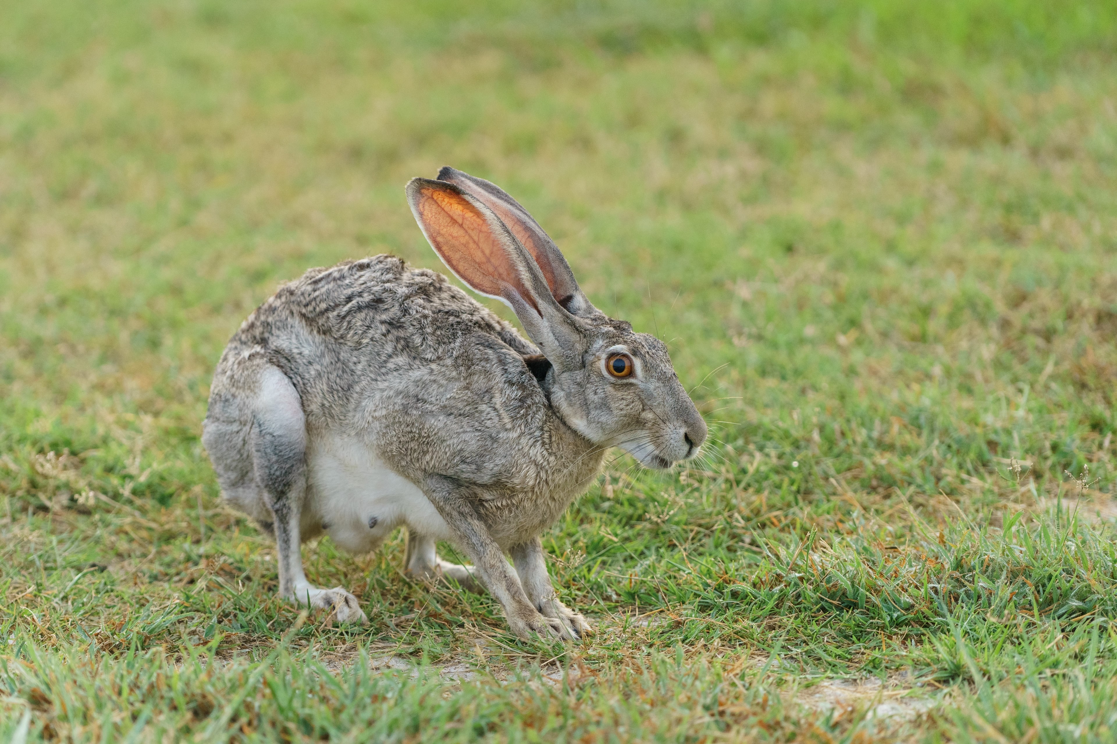 wild hare hops through a grassy fieldhungry rabbit 4k wallpaper and ...